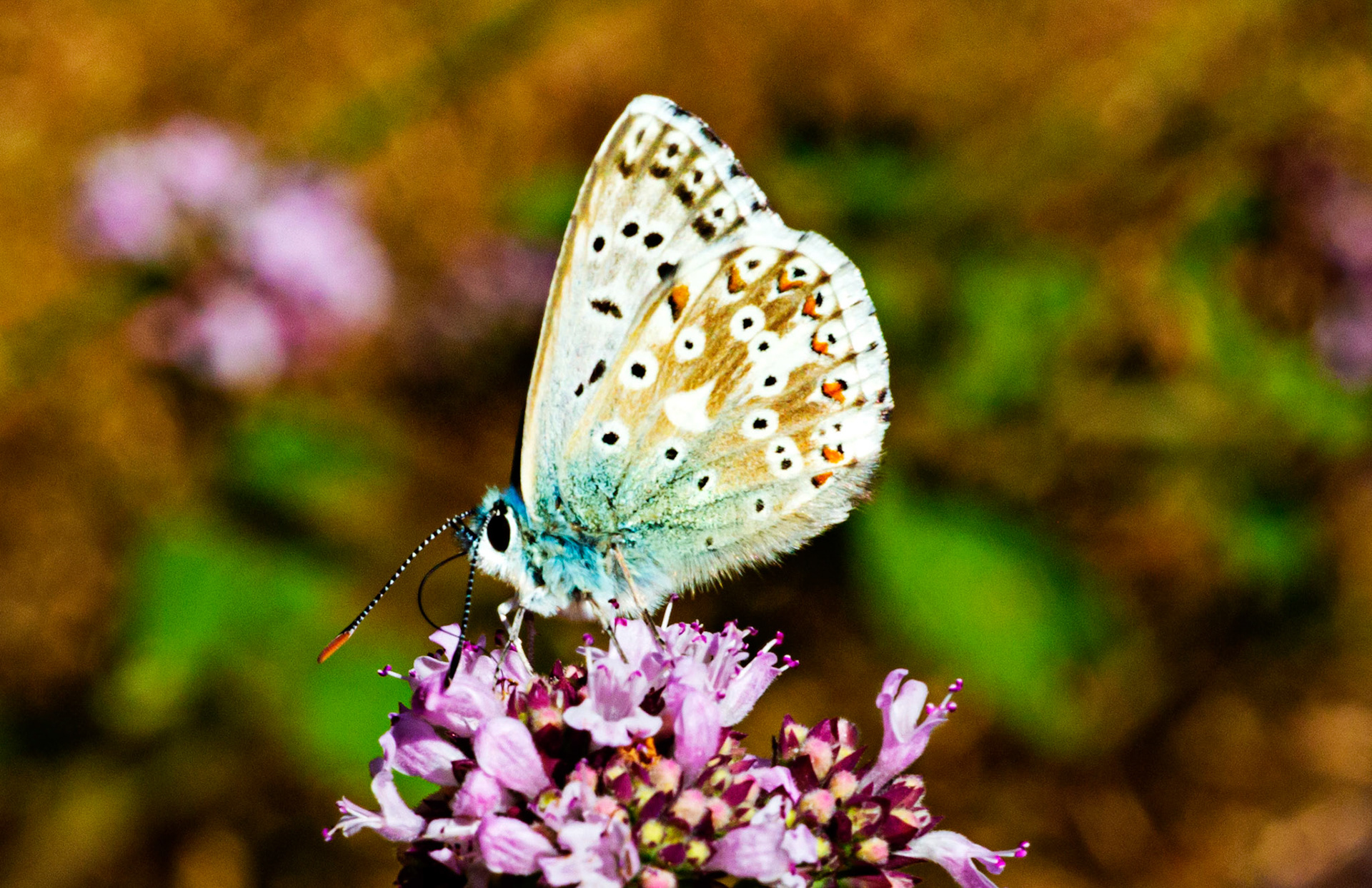 Mottistone IOW 16 July 2022