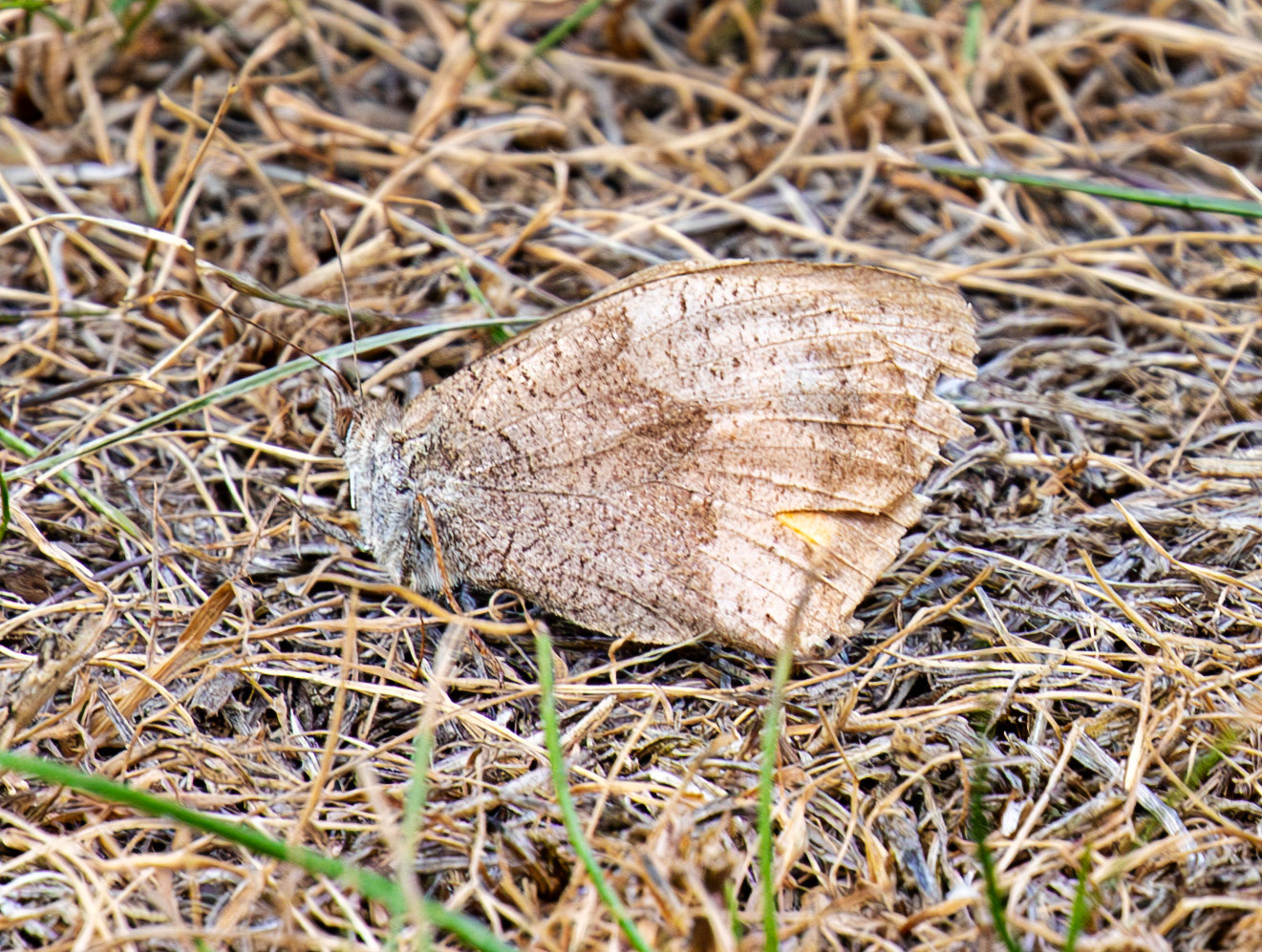 Lullingstone Kent 23 Aug 2025