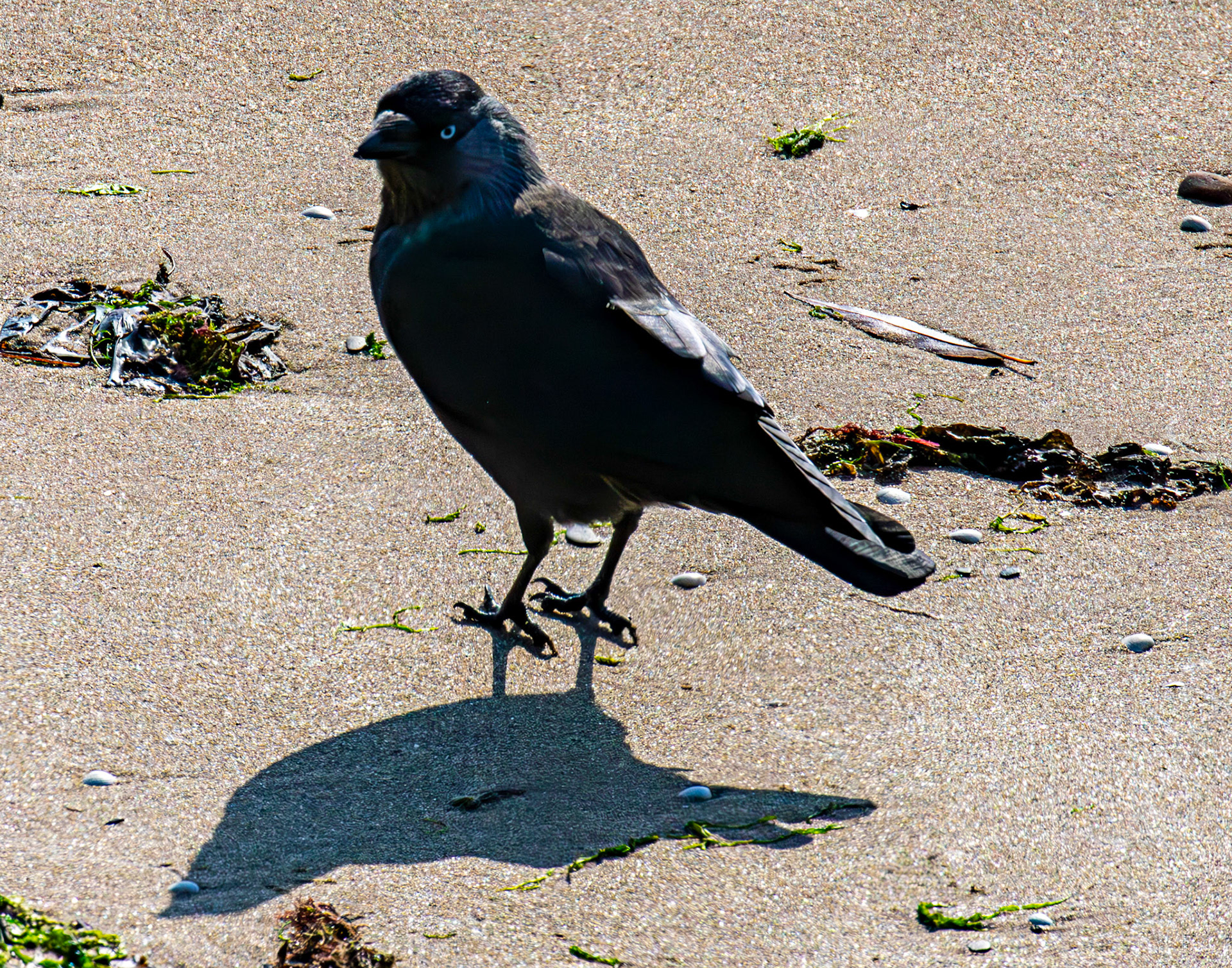 Jackdaw - Leven 06 Sept 2024