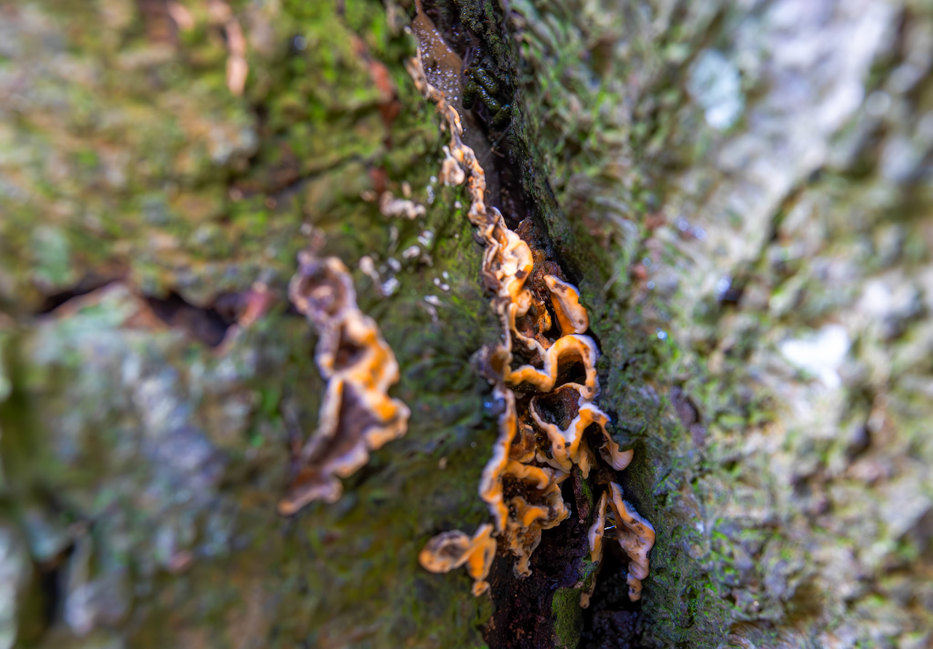 Hairy Curtain Crust (Stereum hirsutum), AKA False Turkey Tail - Deans Woods - 07 November 2025