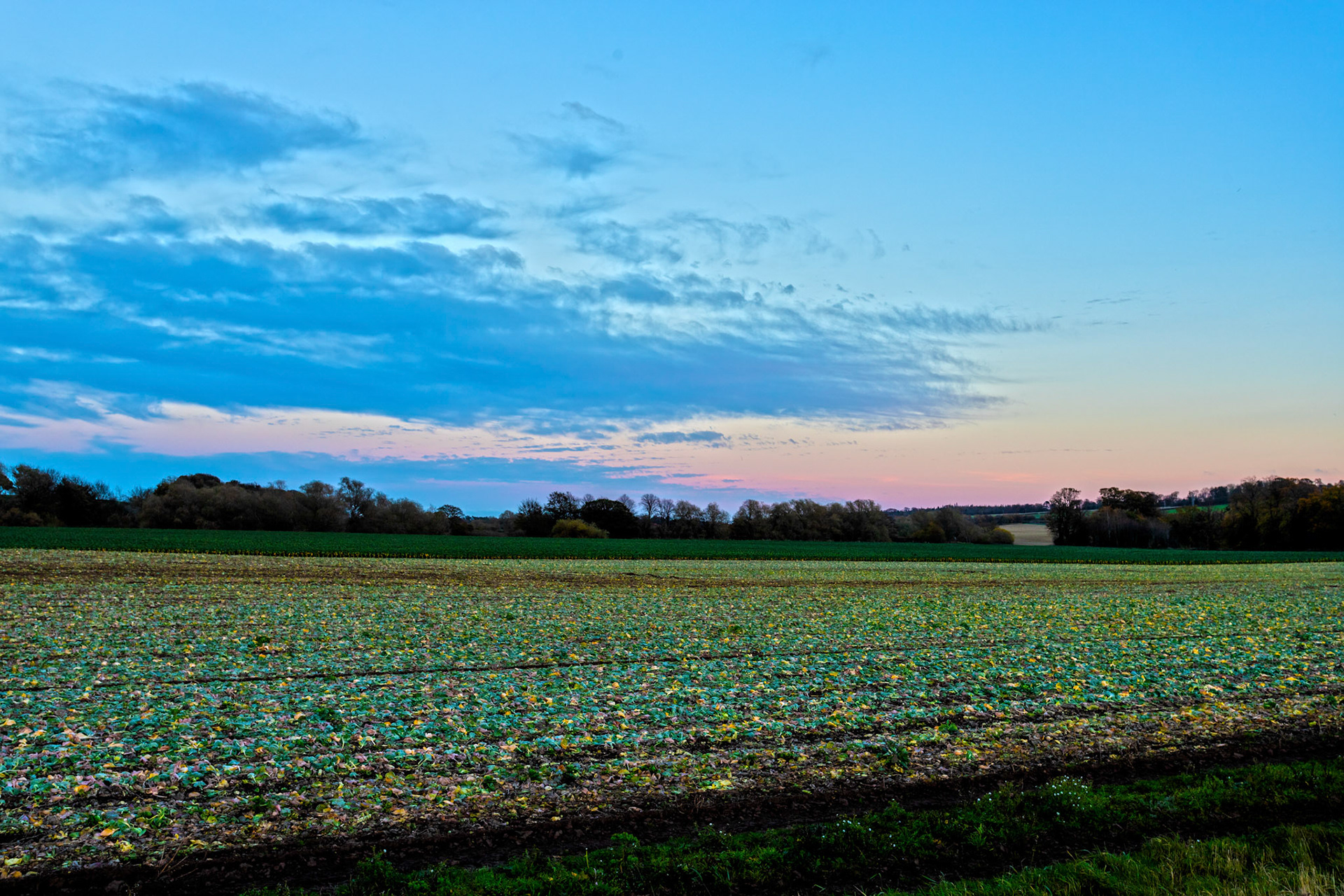 Brussels Sprouts Harvest in East Lothian 12 Nov 2022