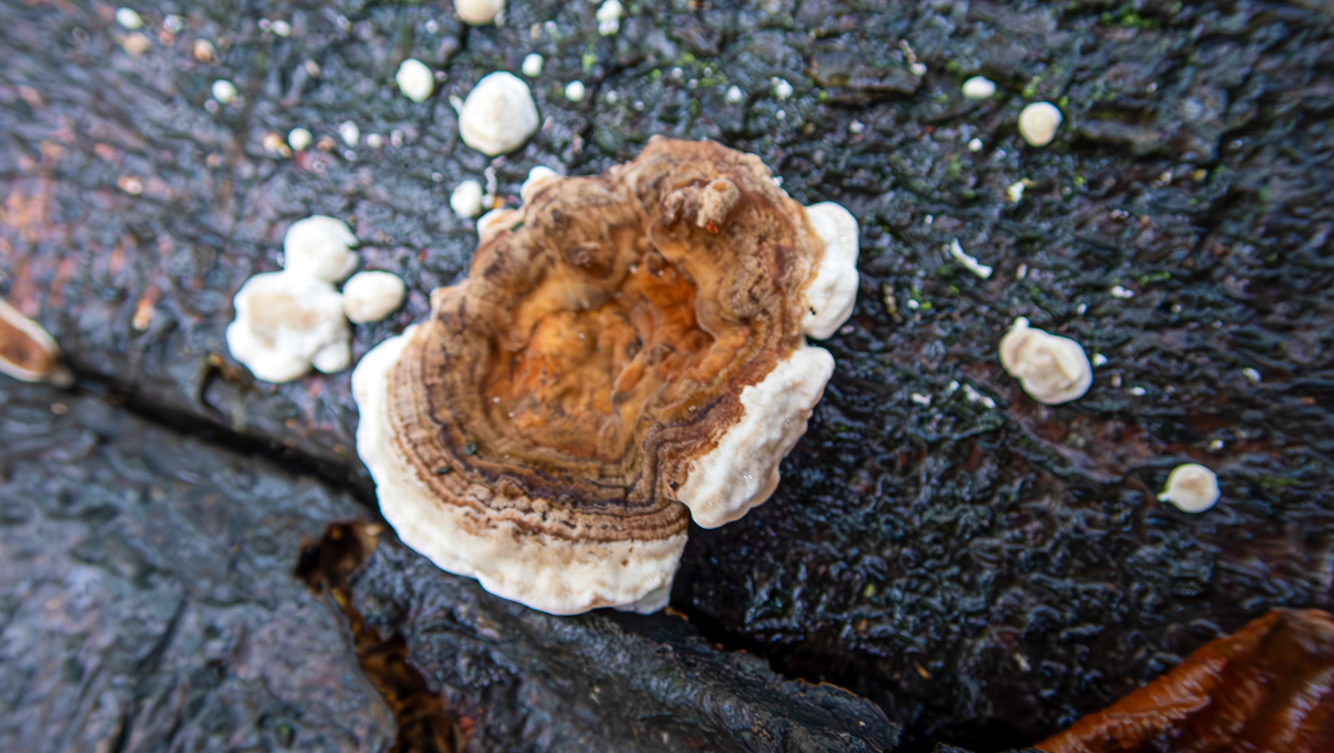 Hairy Curtain Crust (Stereum hirsutum) Deans Woods 08 November 2025