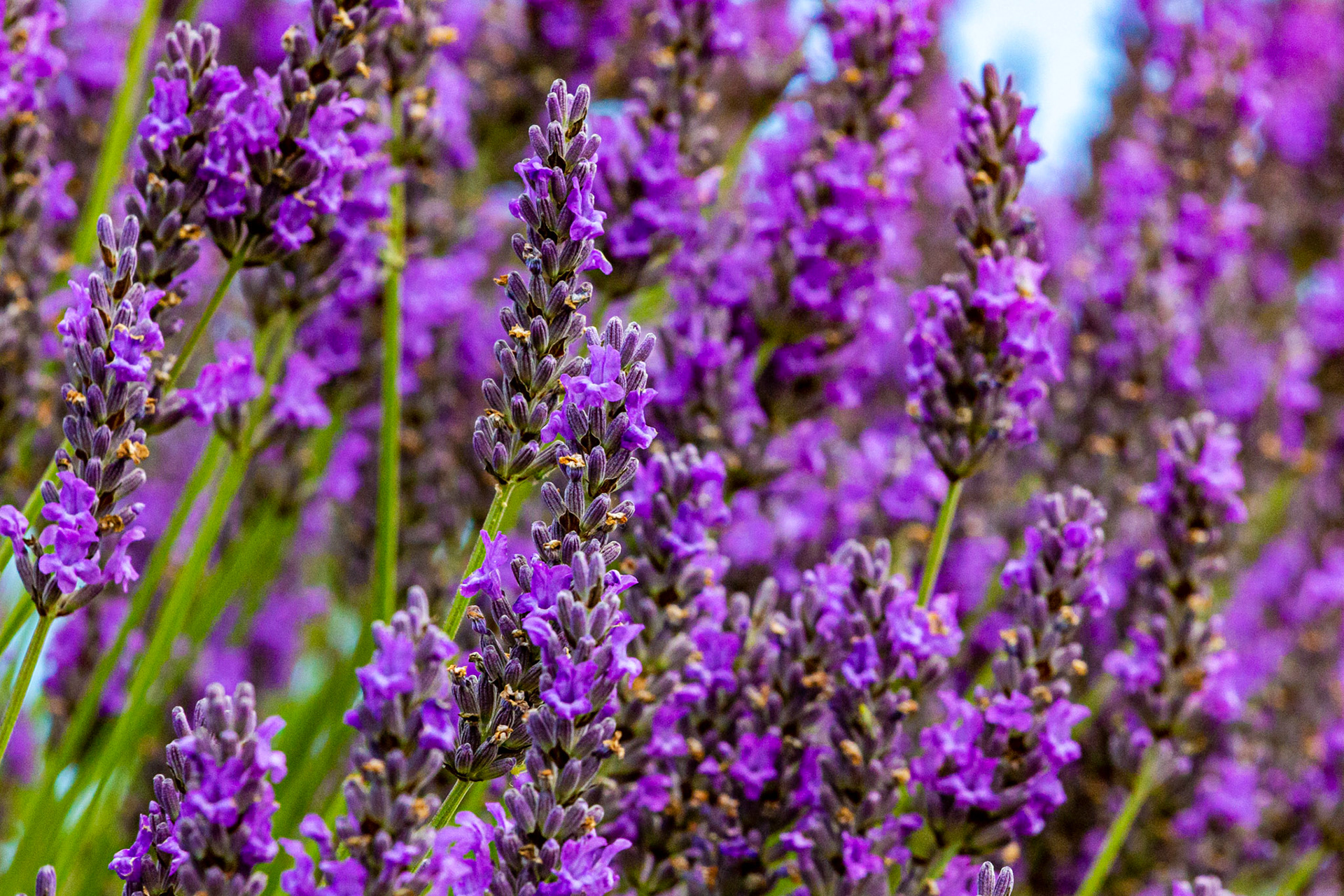 I spent an amazing few hours at Scottish Lavender Oils. They are so dedicated to nature and not to profit!