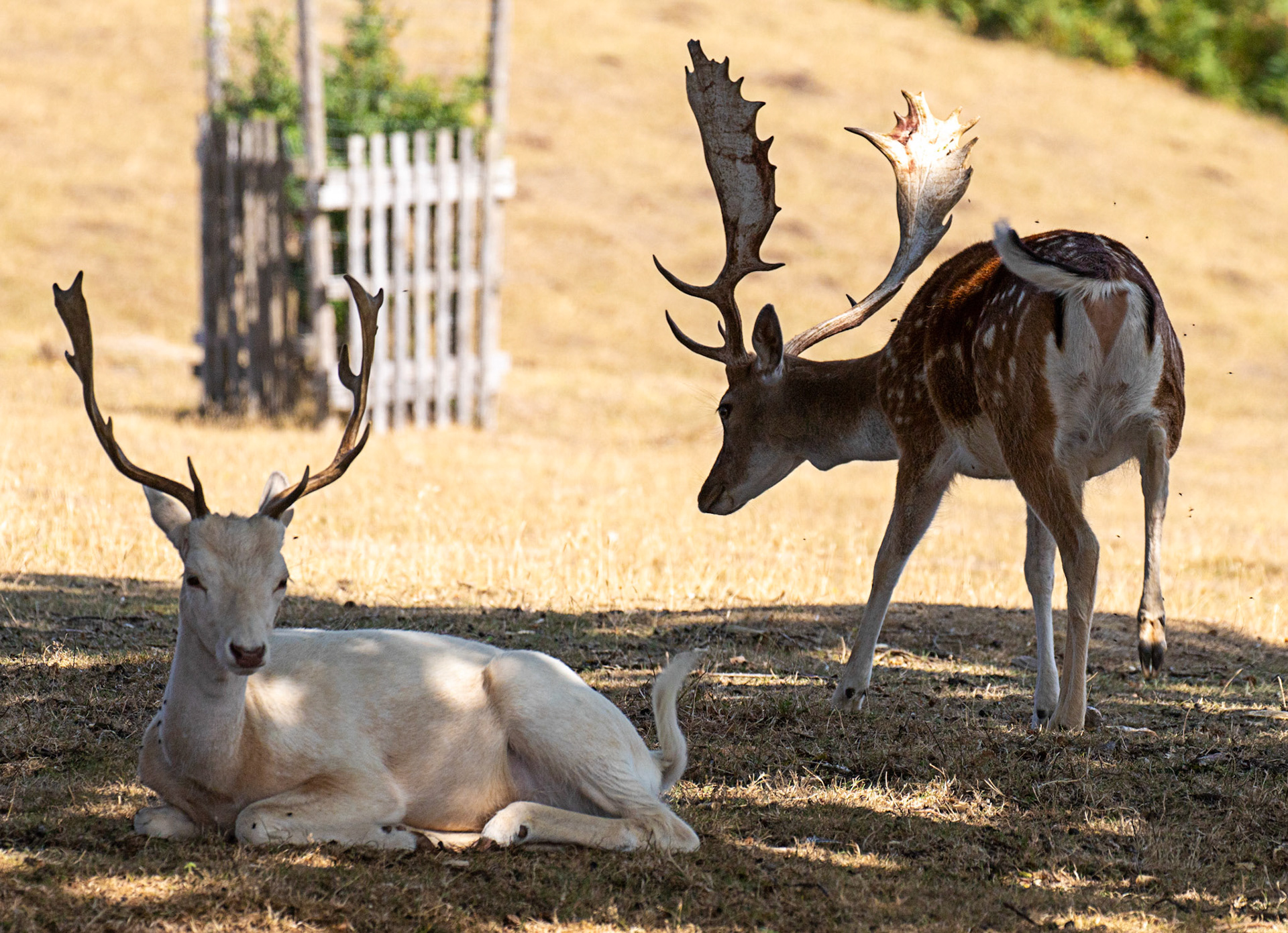 Fallow Deer - Knowle Park, Kent 23 Aug 2025