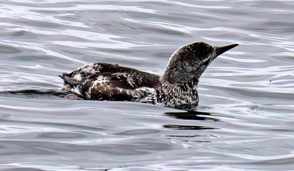 Black Guillemot - John O'Groats 03 May 2026