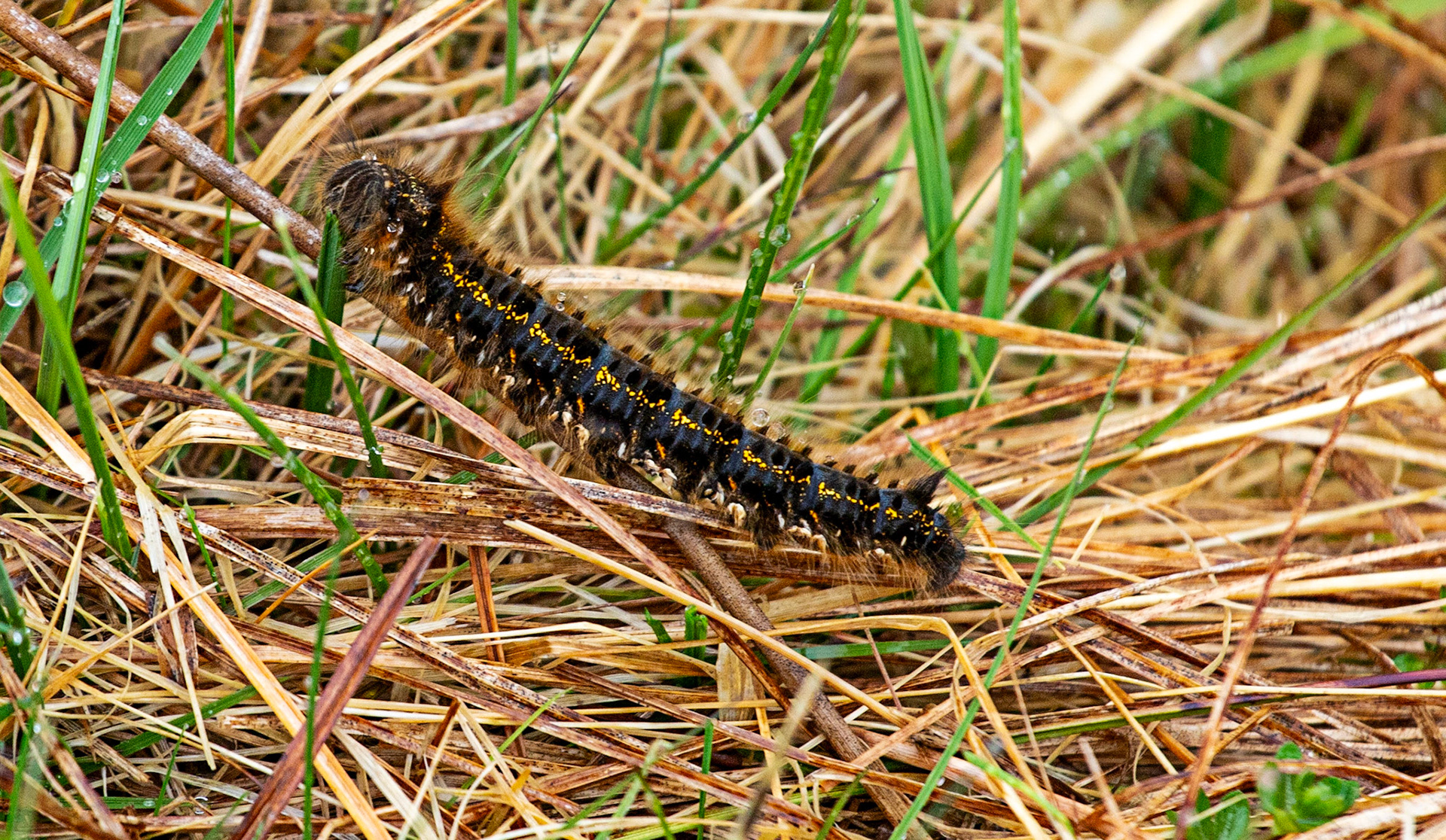 Strath Ullie 05 May 2024