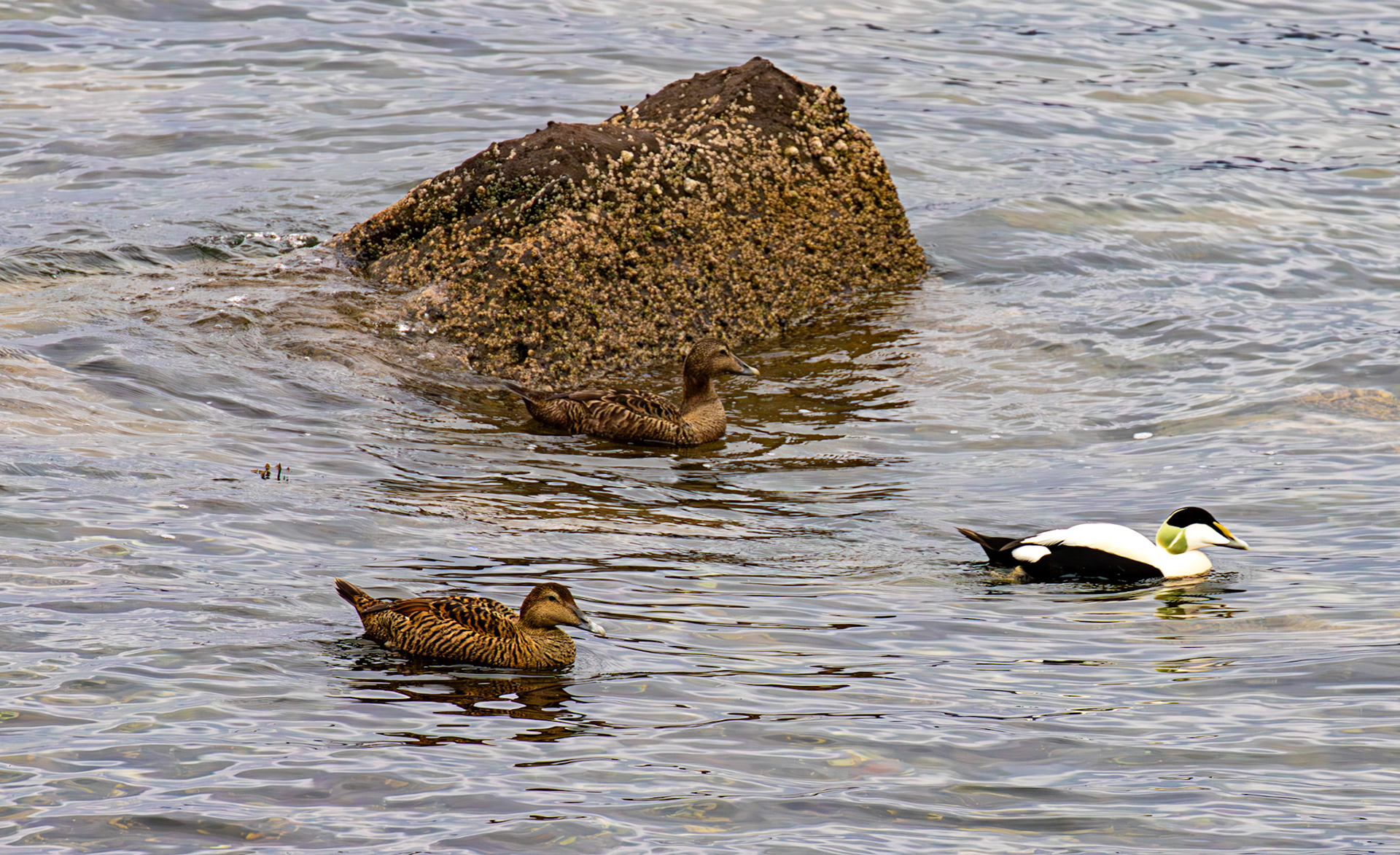 Eider - Gourock 26 March 2025