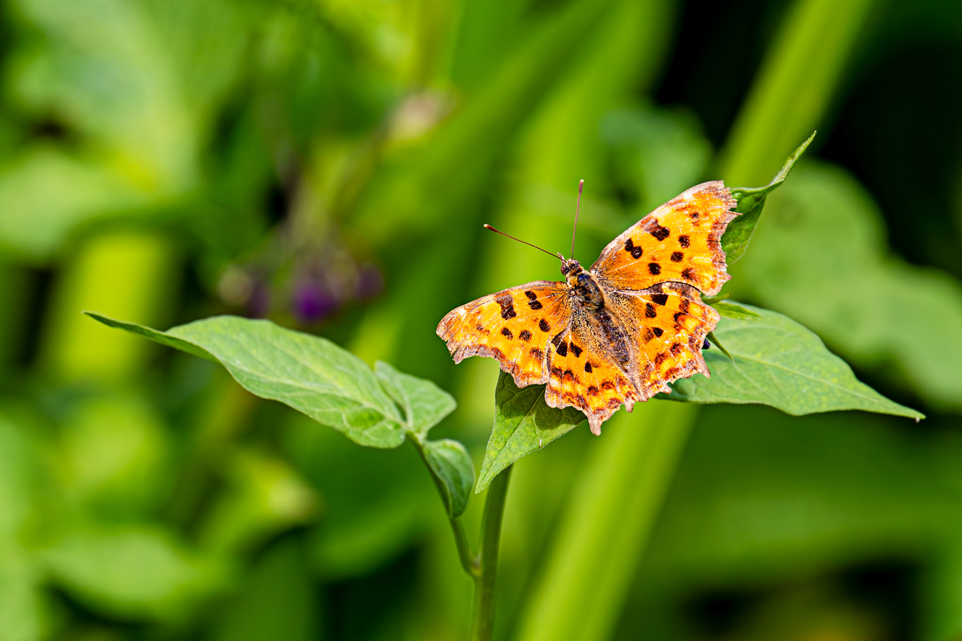 The Comma (Polygonia c-album) Barge Canal Romsey 26 July 2025