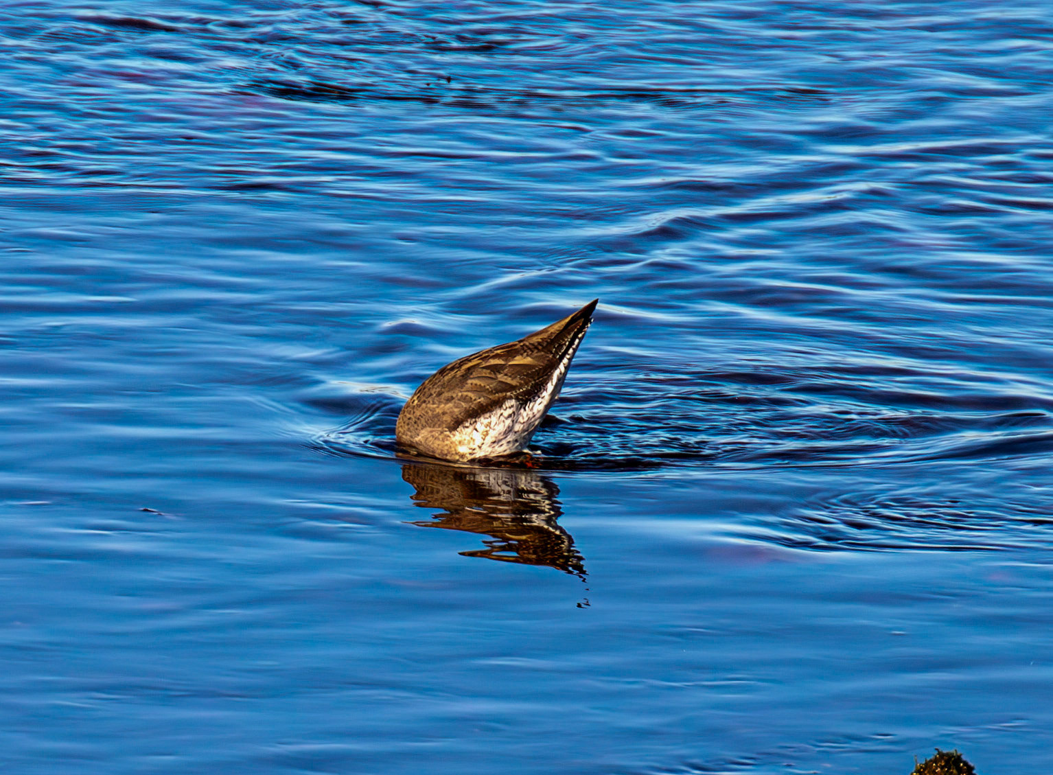 Common Redshank, River Esk Musselburgh 18 November 2024
