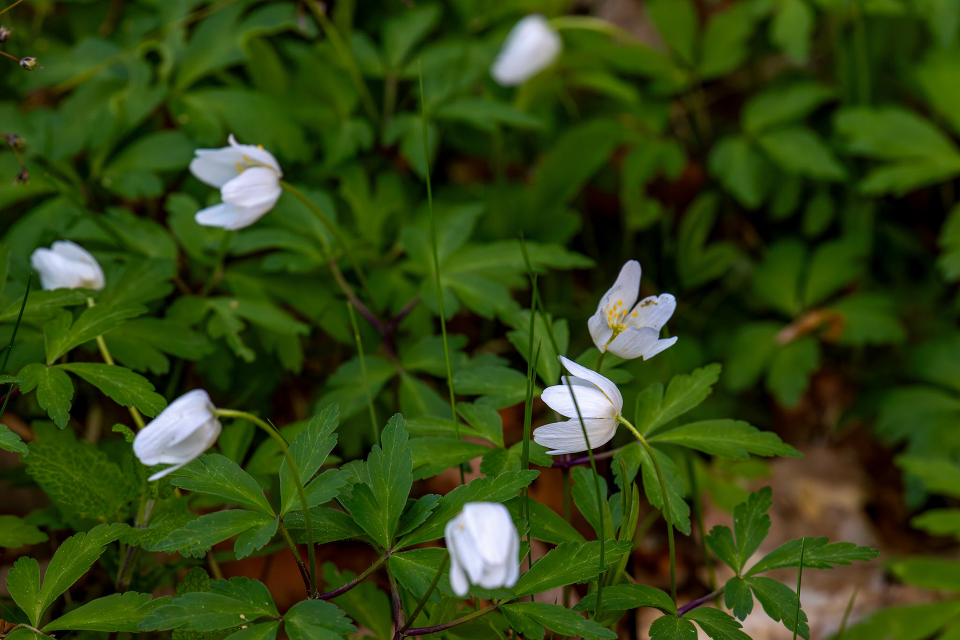 Wild flowers at Killiecrankie 16 May 2026