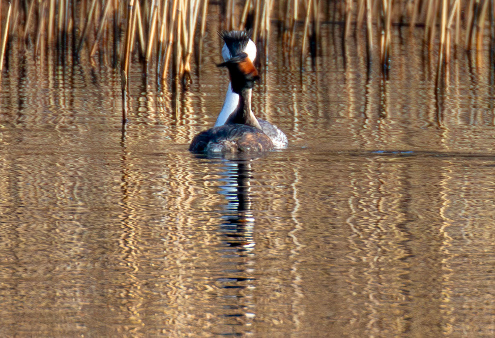 Great Crested Grebe (doing partial dance) at Linlithgow Loch 18 March 2026. One Grebe in Breeding plumage and one in winter plumage, which is very odd.