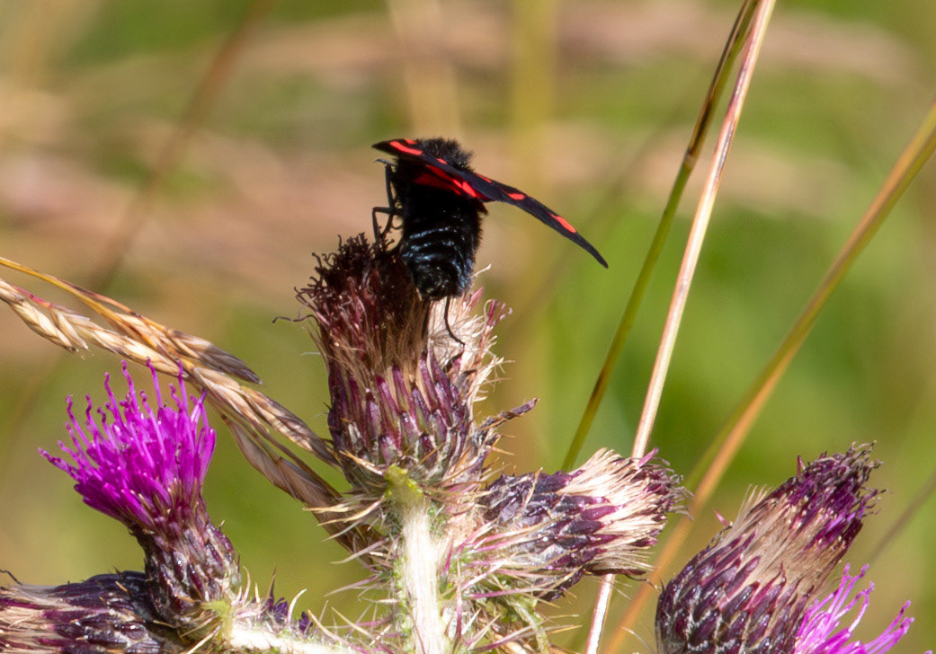 Herperrig Insects 23 July 2024