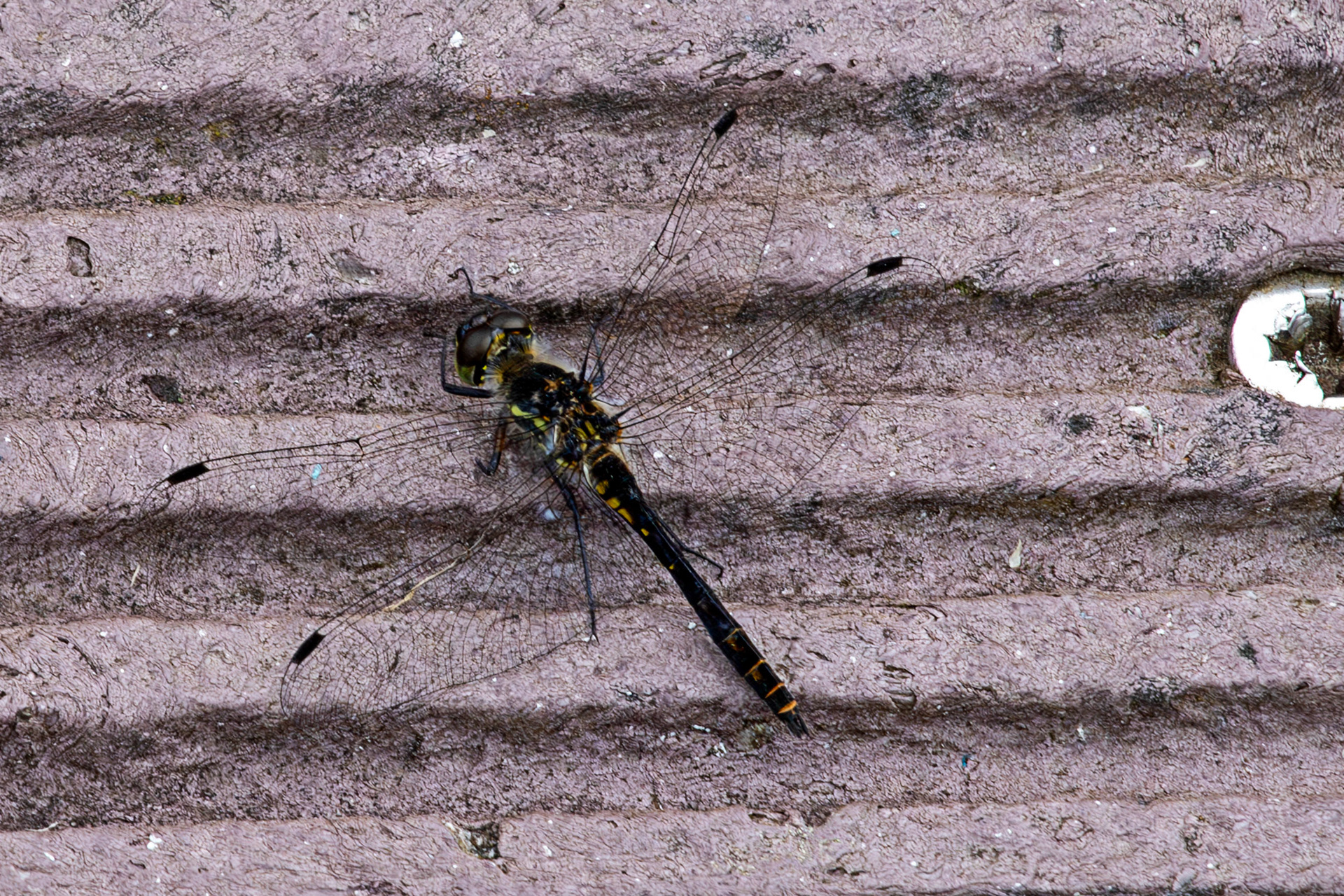 Flanders Moss 06 August 2024