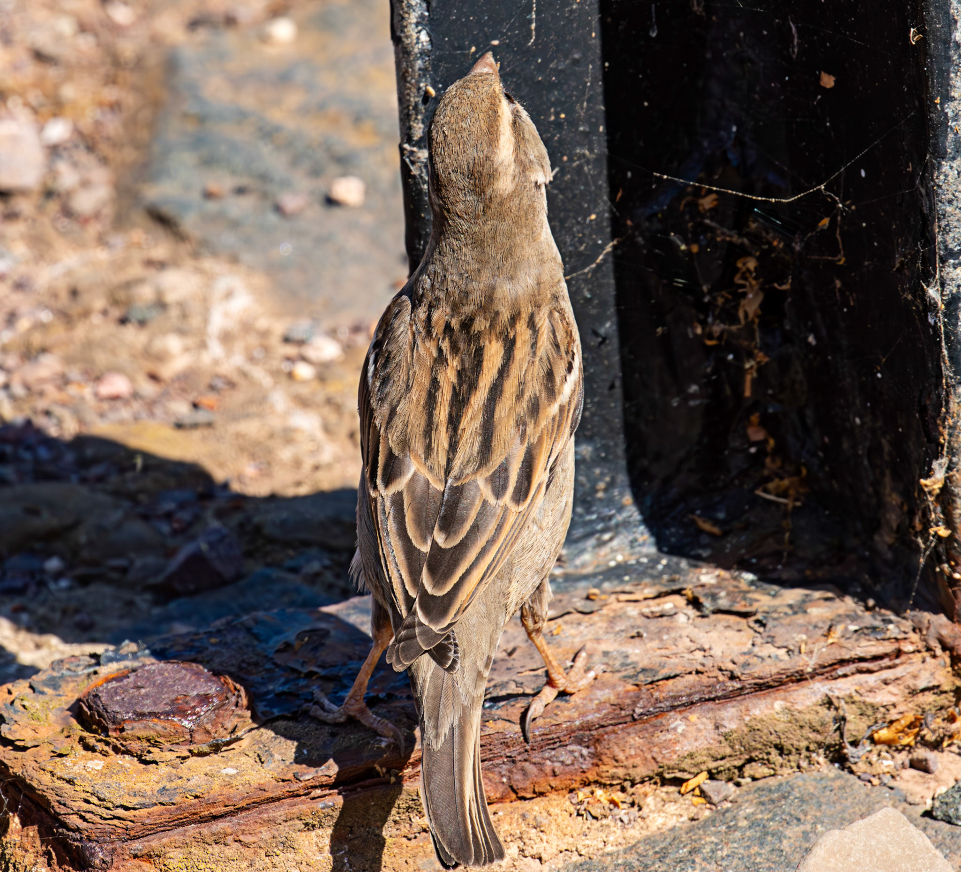 House Sparrows - Dunbar 17 May 2025