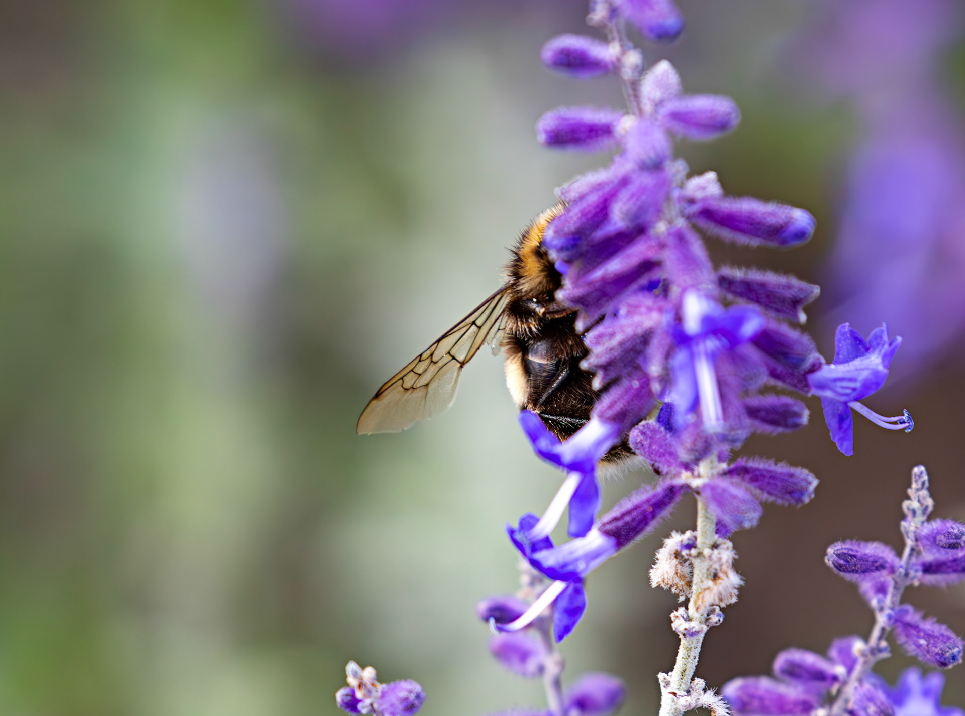 Buff-tailed Bumblebee (Bombus terrestris) Slough 05 August 2025