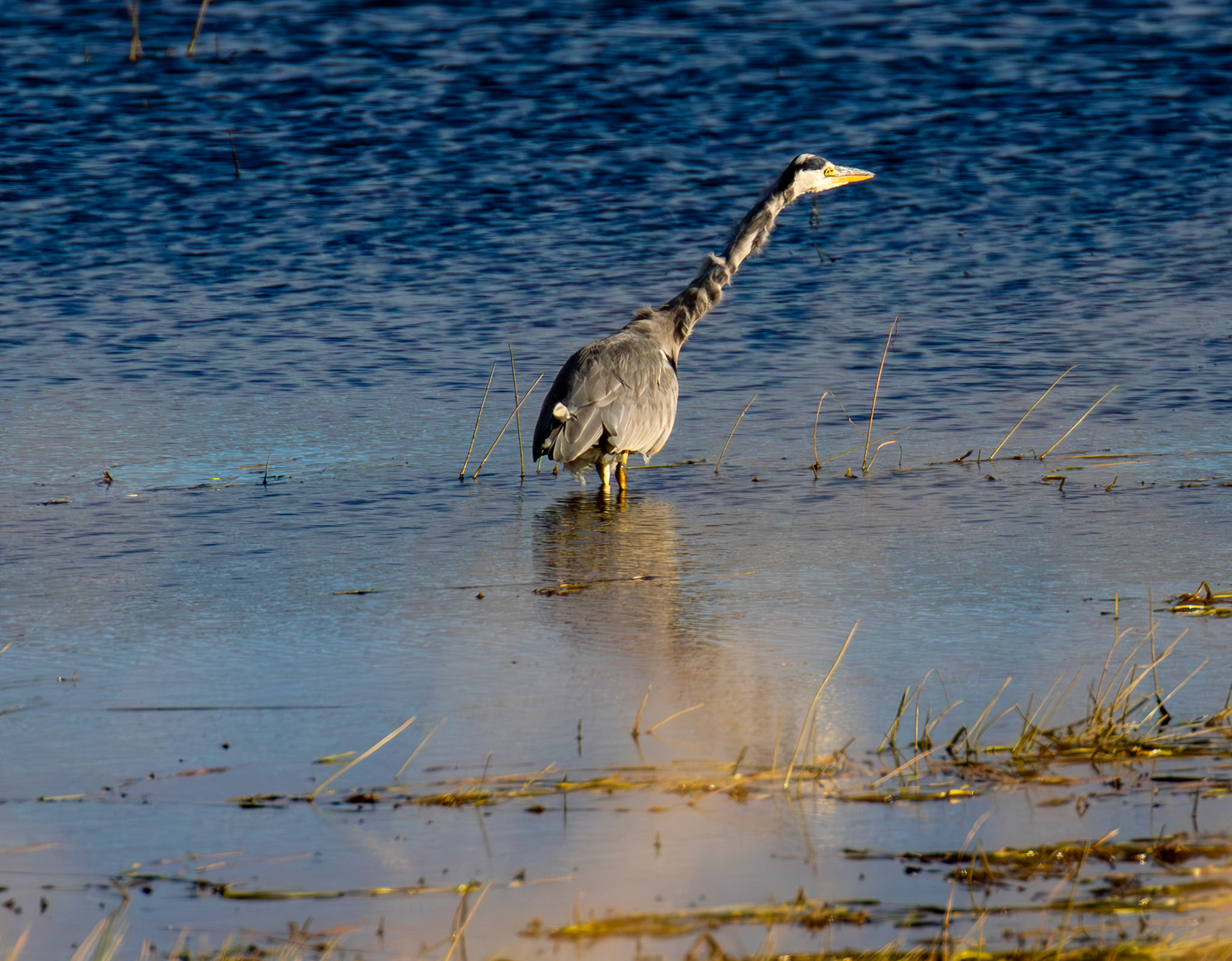 Grey Heron - Harperrig Reservoir 17 September 2024