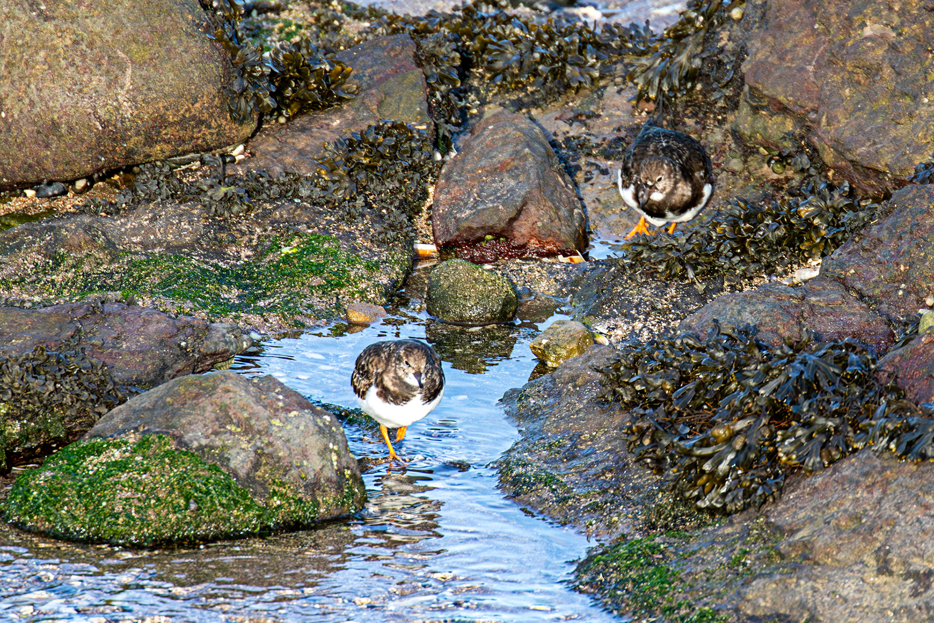 Turnstone, Port Seton 18 November 2024