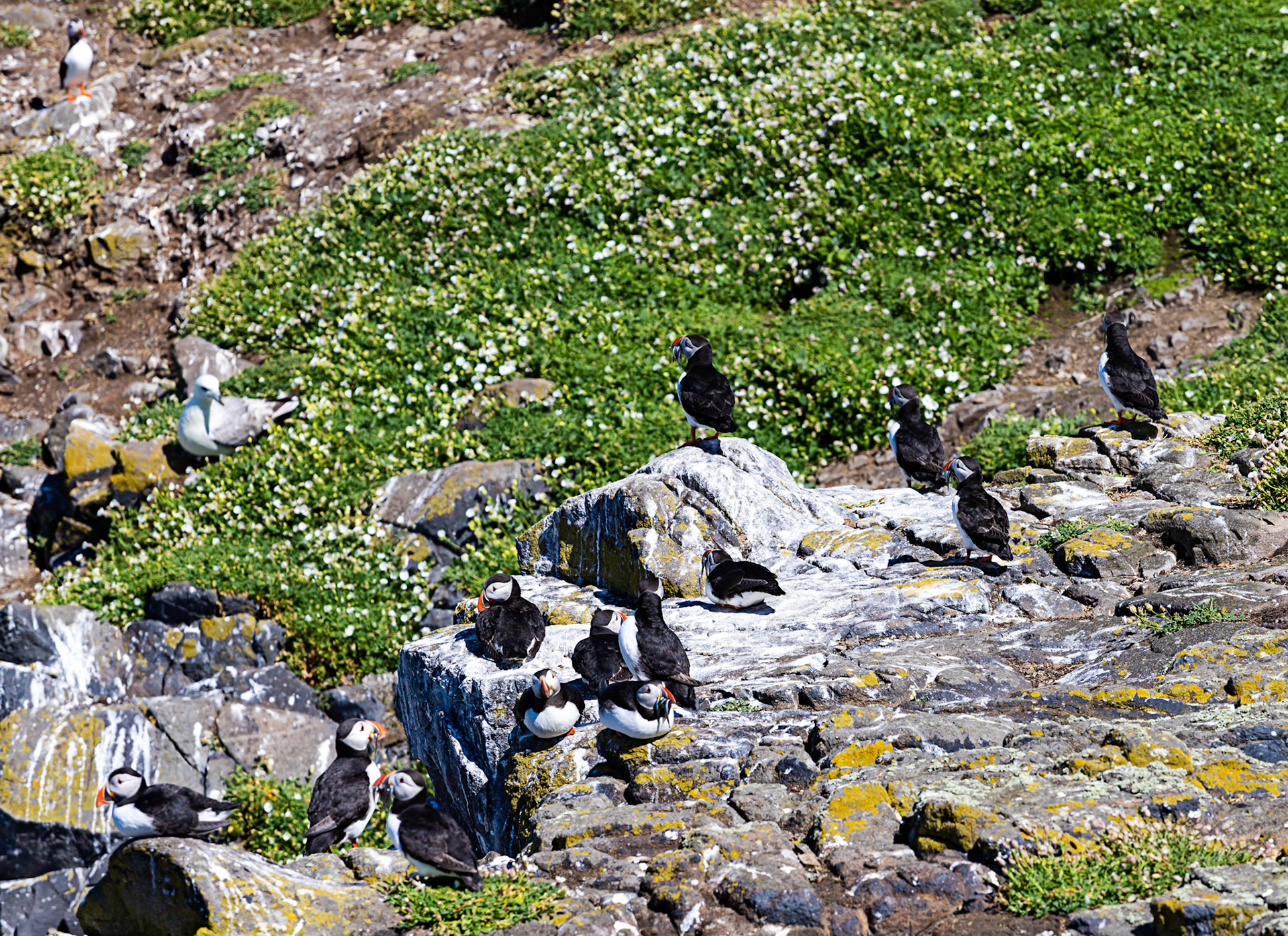 Puffin - Isle of May - 04 June 2022