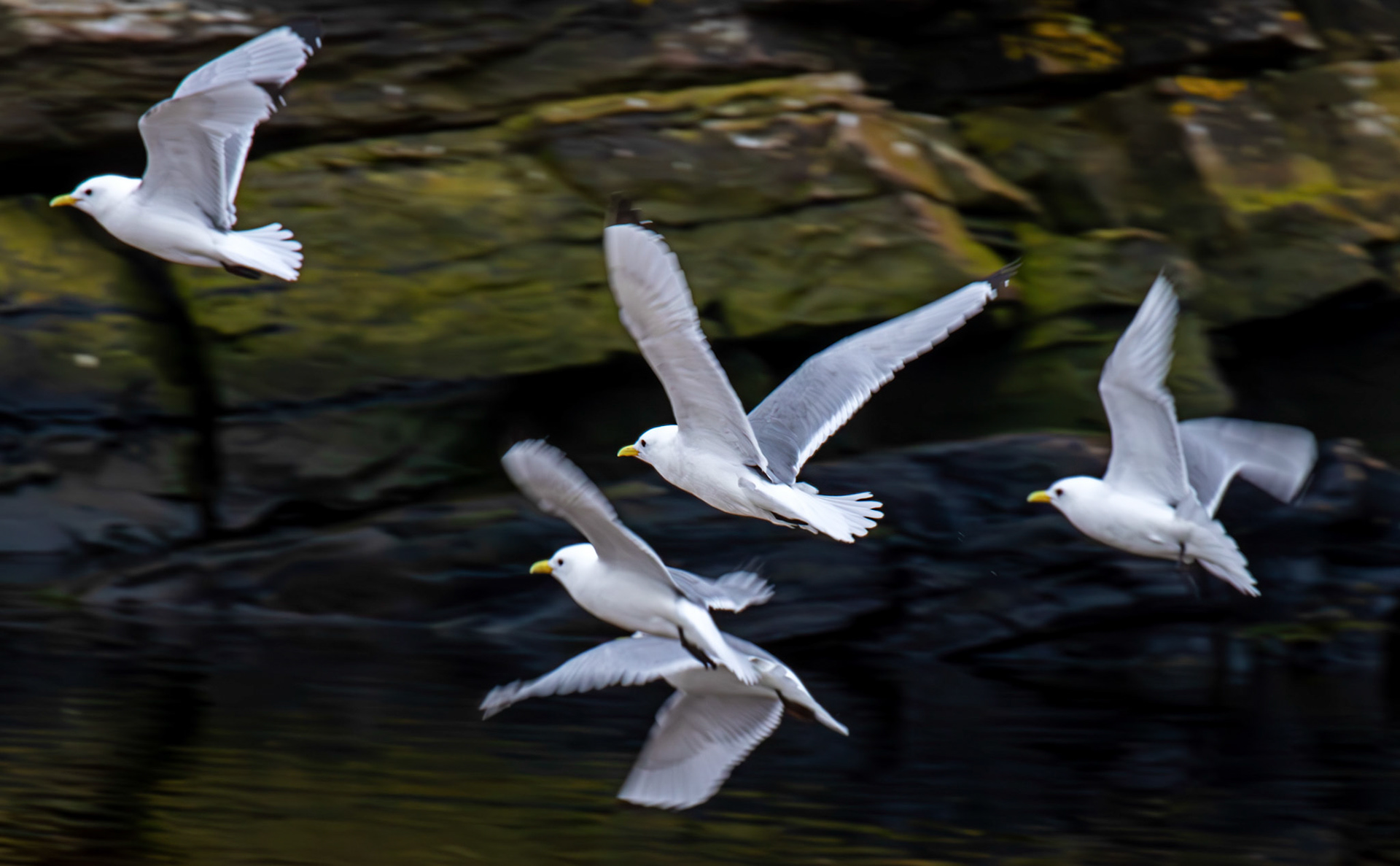 Kittiwakes at Berriedale 01 May 2026