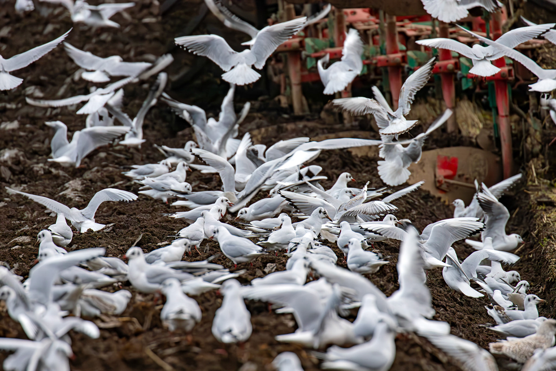 271 Black-Headed Gulls &amp; Herring Gulls. Ploughing at Niddry Castle 04 December 2024