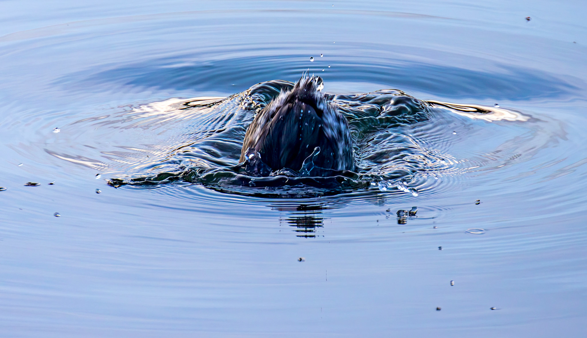 Slavonian Grebe at Linlithgow Loch 18 March 2026