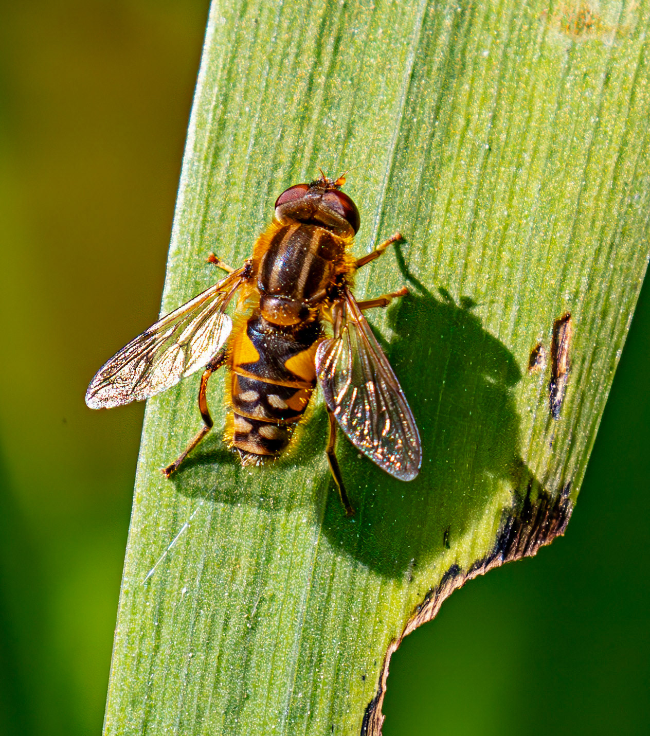 Hoverfly - Parhelophilus versicolor - Wild-life Pond at Polkemmet Country Park 13 May 2025