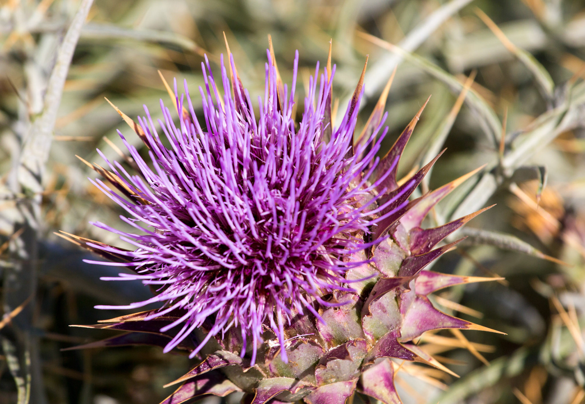 Wild Flowers in Tavira.
