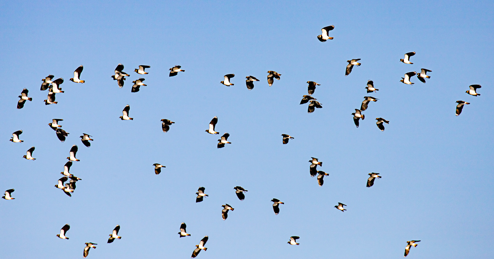 Lapwings at Titchfield Haven 02 January 2025