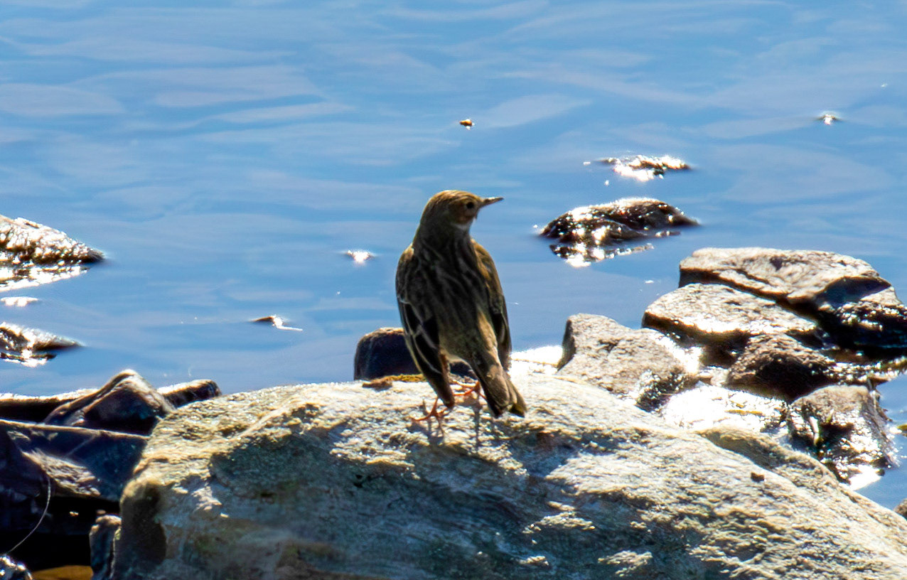 Meadow Pipit. Loch Crocach 30 April 2026
