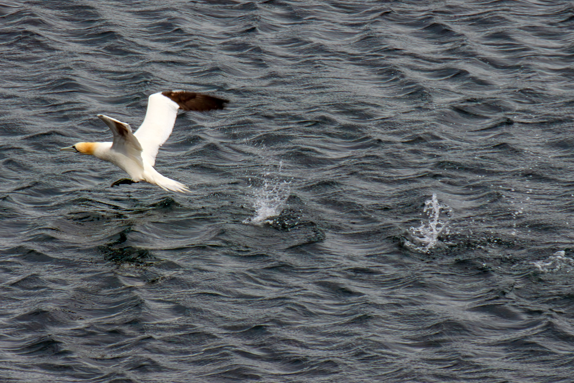 Northern Gannet getting airborne after dive - Tantallon Castle 04 July 2026