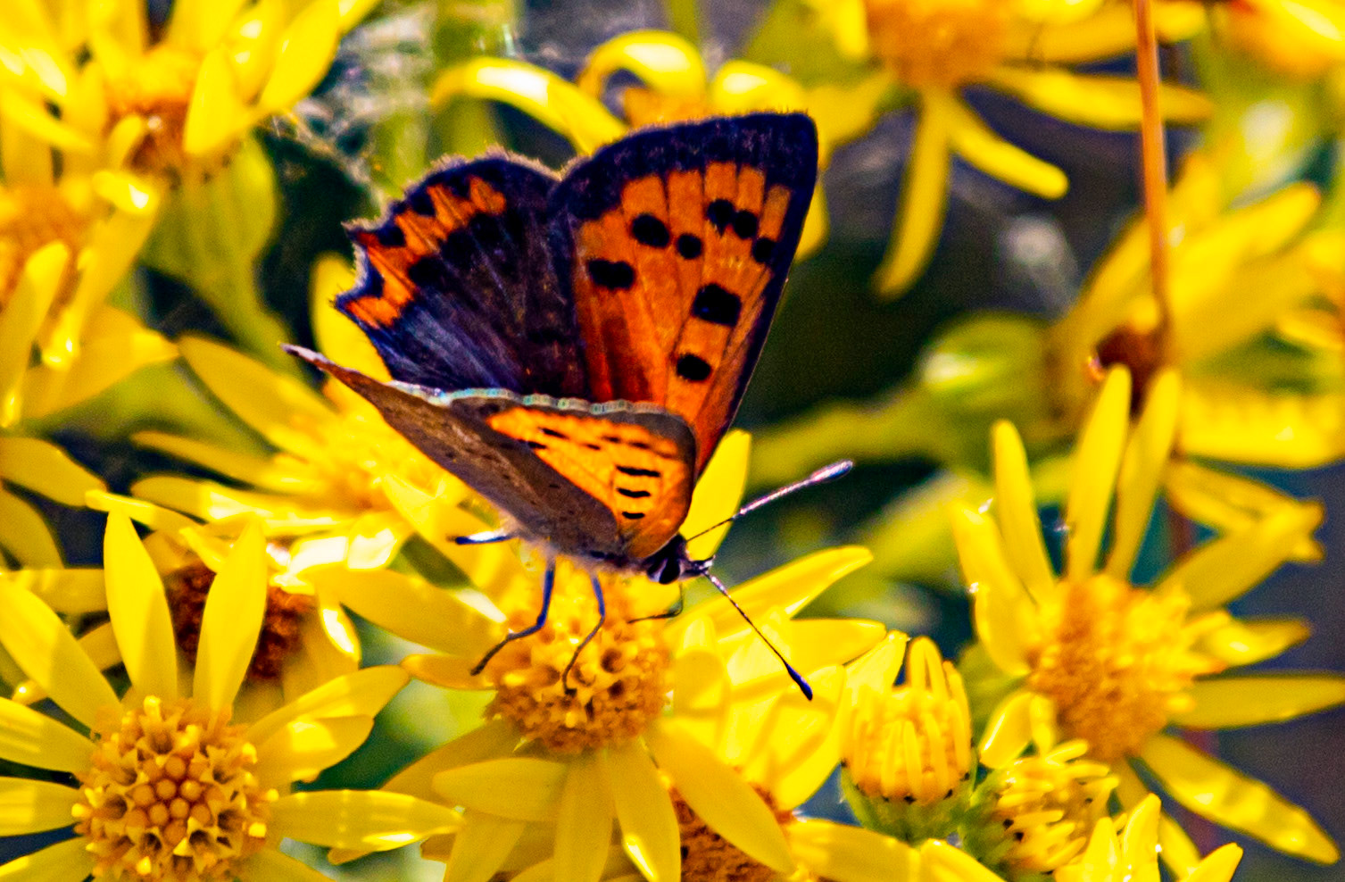 Ventnor Down IOW 15  July 2022