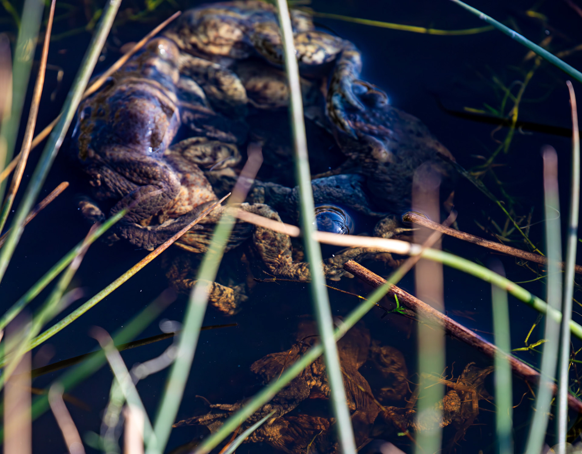 Common Toads mating at Black Devon Wetlands 20 March 2026