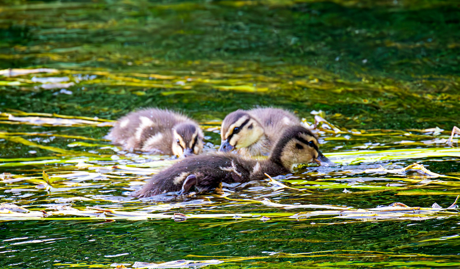 River Itchen Mansbridge 26 July 2025
