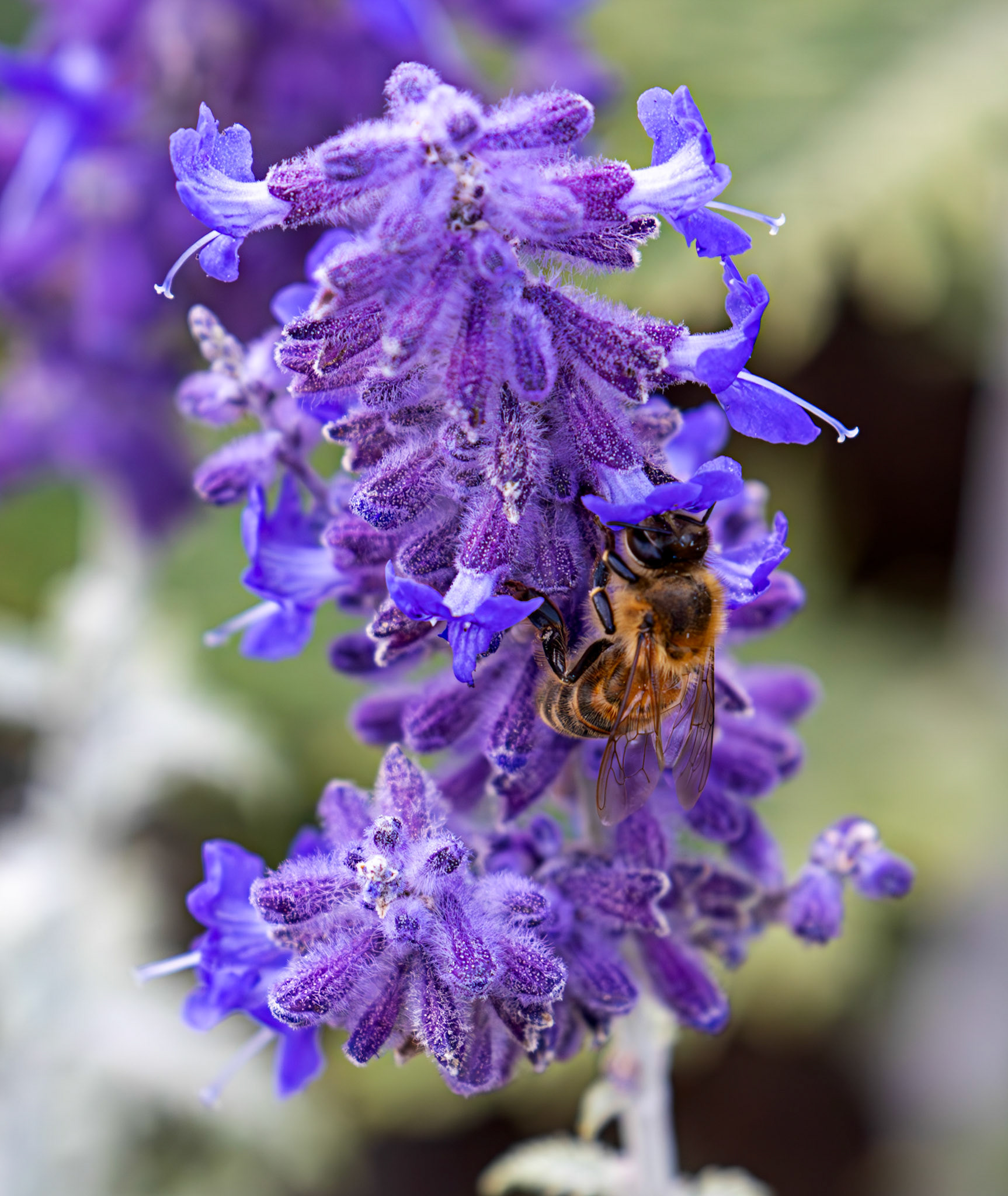 honey bee (Apis mellifera) Slough 05 August 2025
