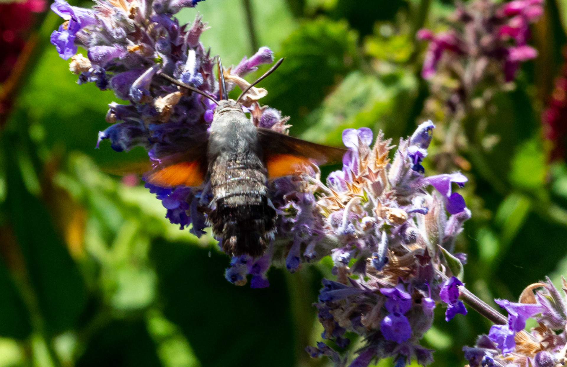 Mottistone IOW 16 July 2022