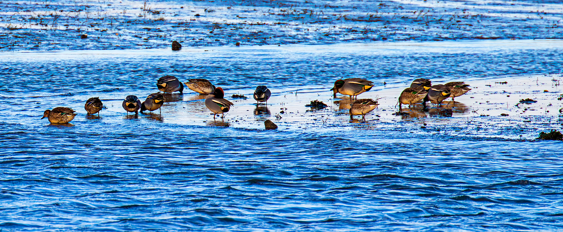 Teal at Aberlady, East Lothian - 05 February 2025