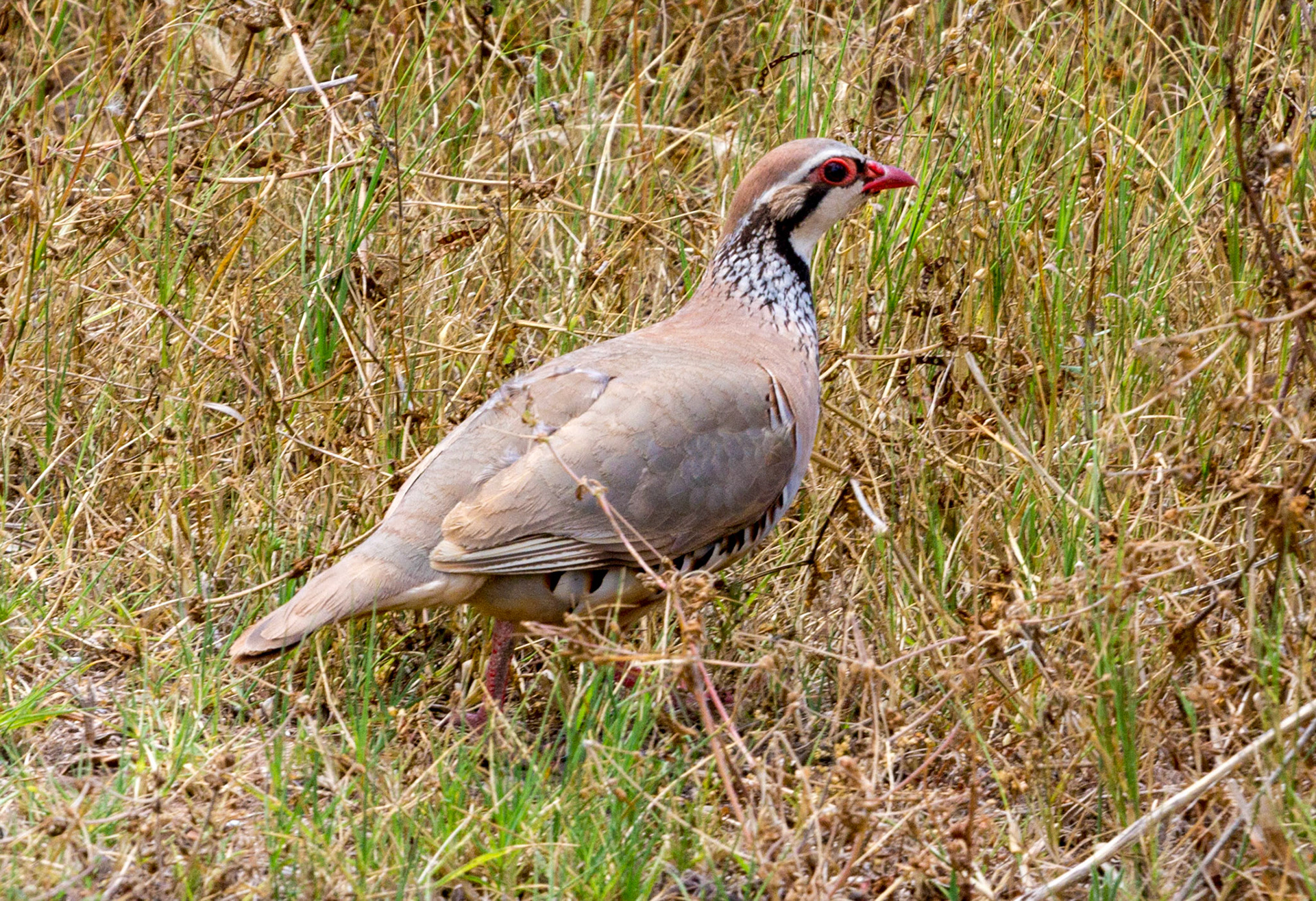 Colonia de Sant Jordi, Mallorca, SpainPlease see my other Photographs at: www.jamespdeans.co.uk