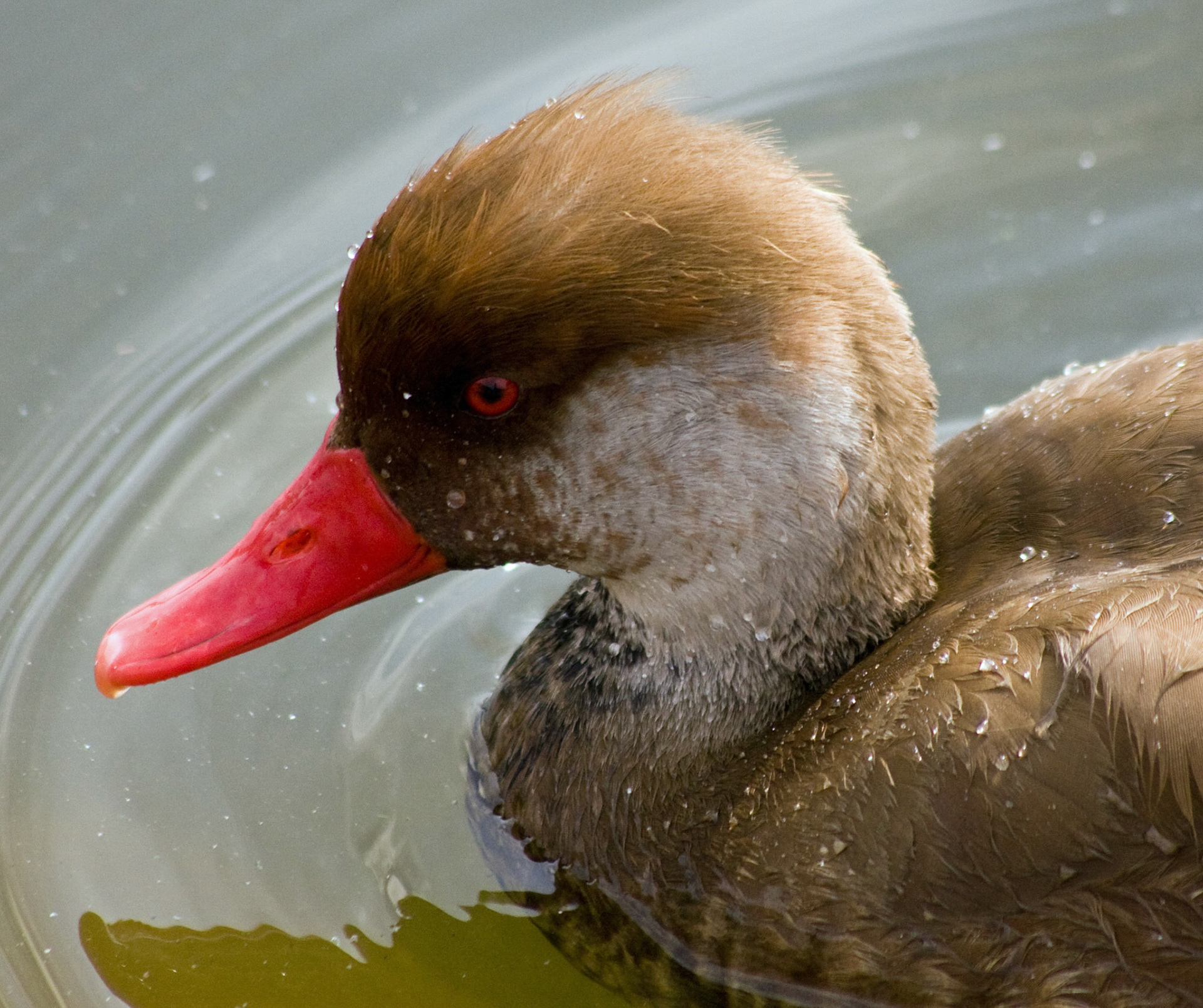 ThatchamPlease see my other Photographs at: http://www.jamespdeans.co.uk/