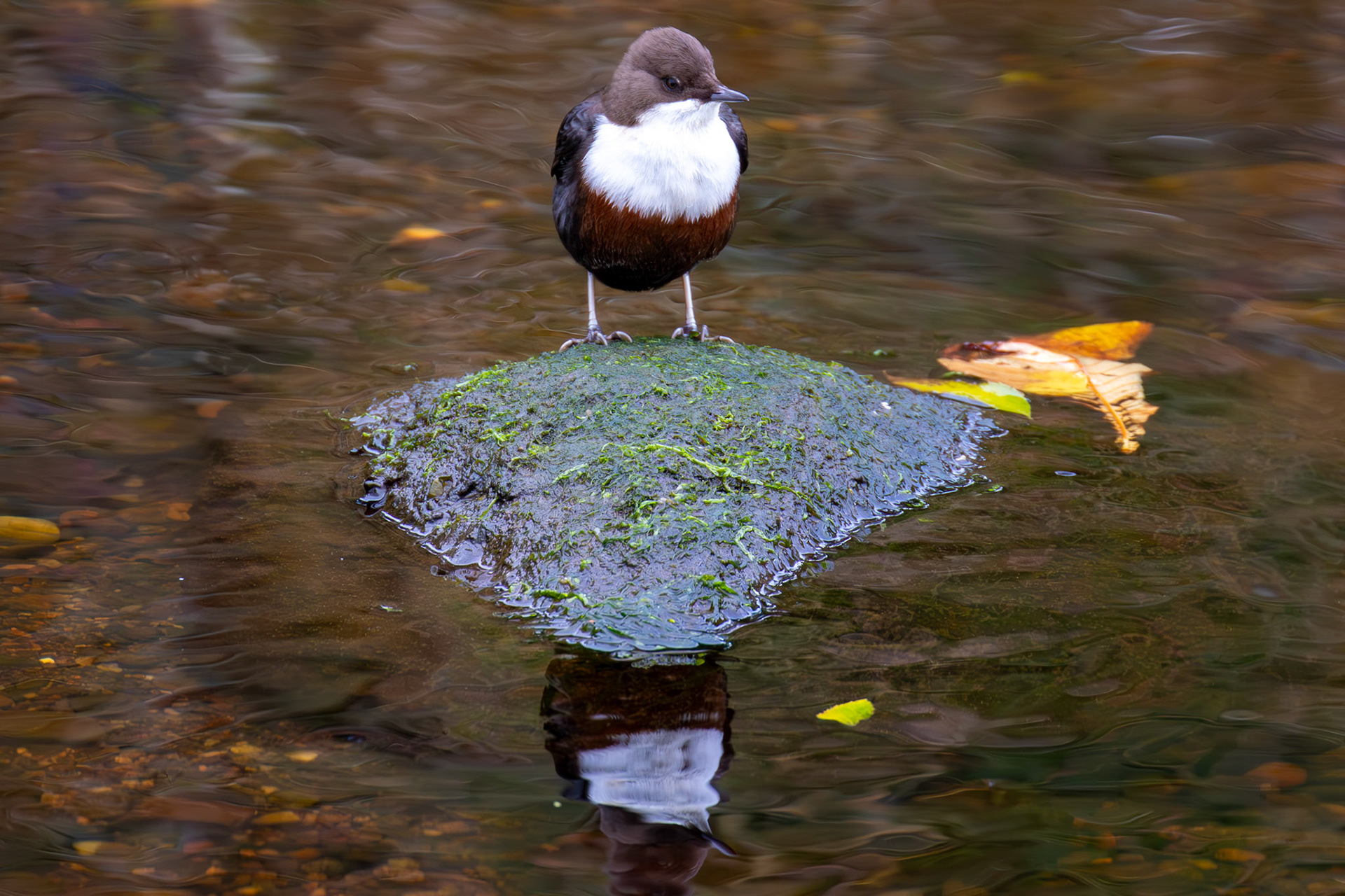Largs 08 October 2024