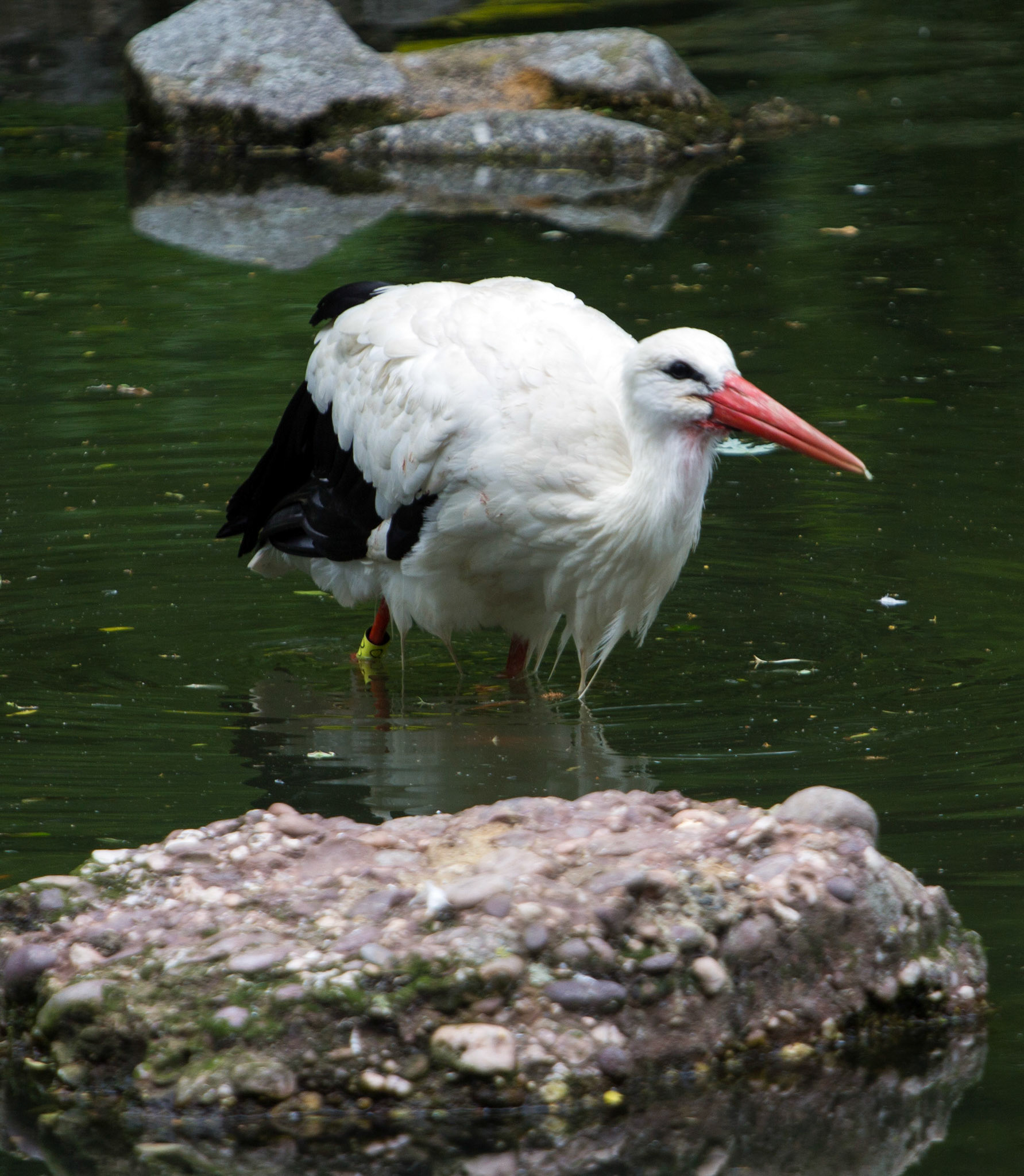 CernayPlease see my other Photographs at: http://www.jamespdeans.co.uk/