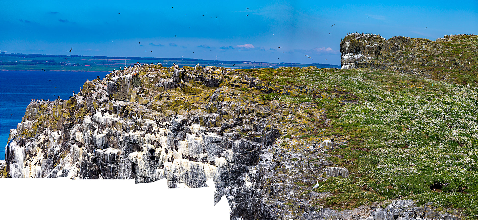 Puffin - Isle of May - 04 June 2022