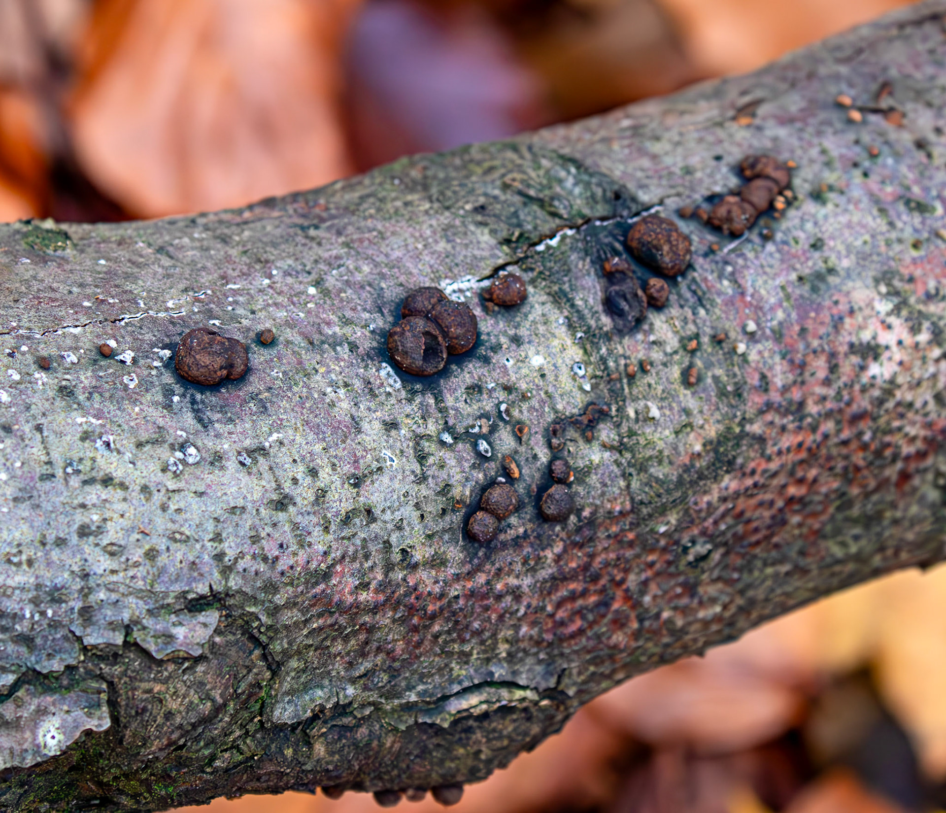 Beech Woodwart (Hypoxylon fragiforme) - Deans Woods - 07 November 2025