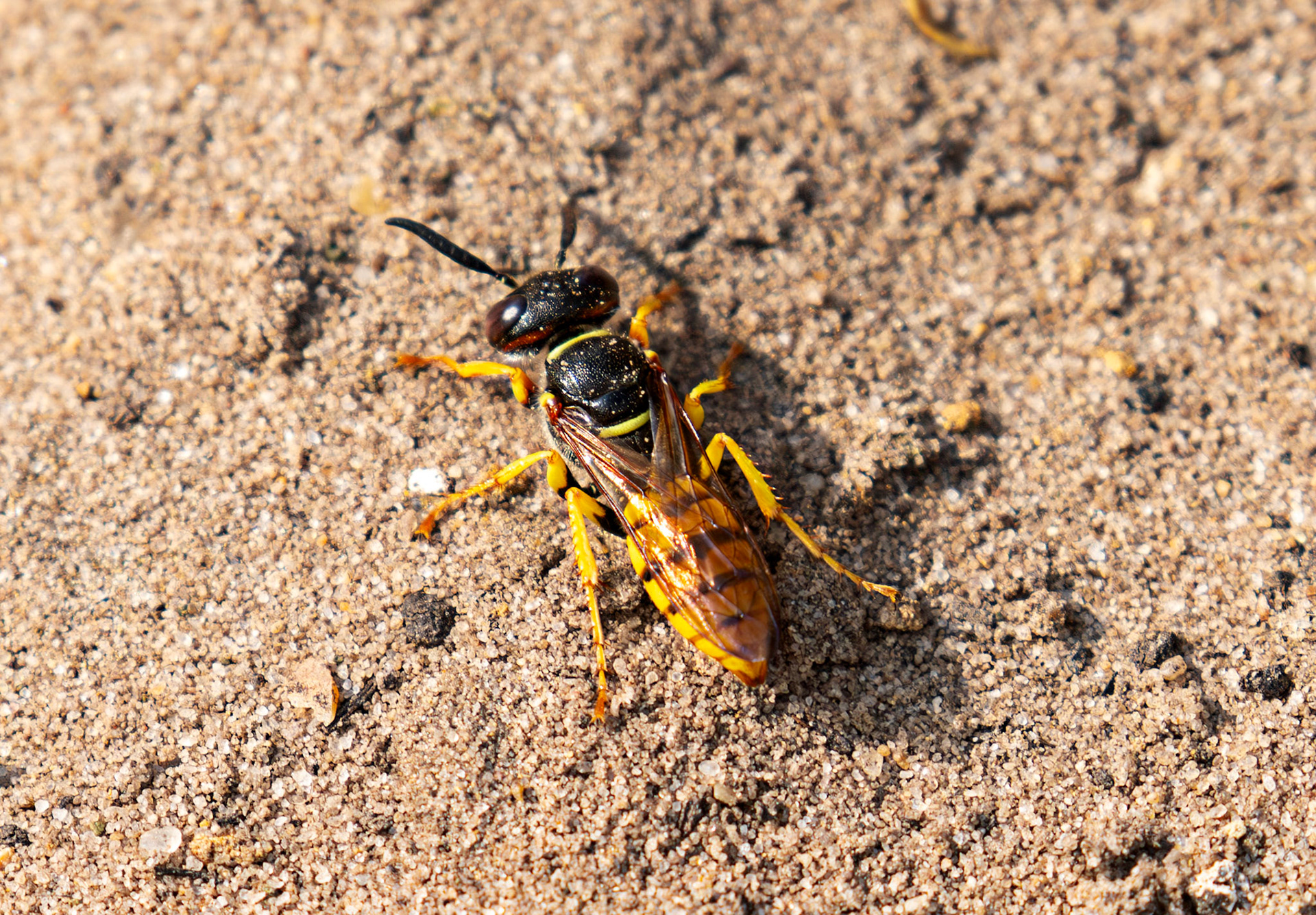 The European beewolf (Philanthus triangulum) Slough 05 August 2025