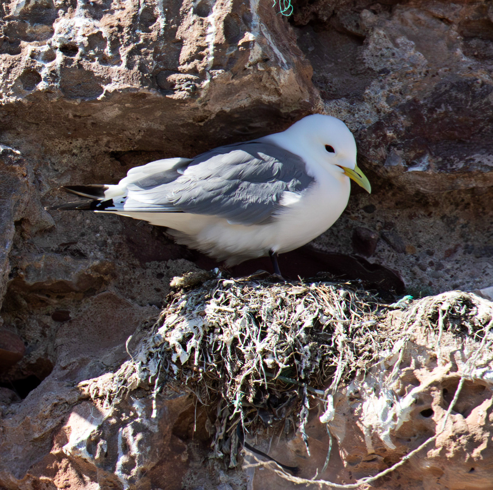 Kittiwakes in Dunbar 17 May 2025