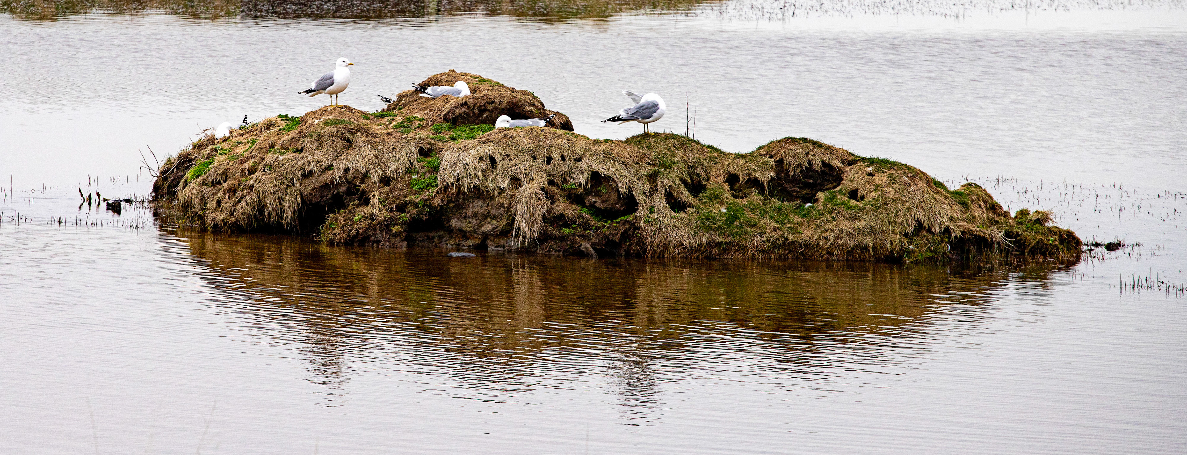 Noss Head 05 May 2024