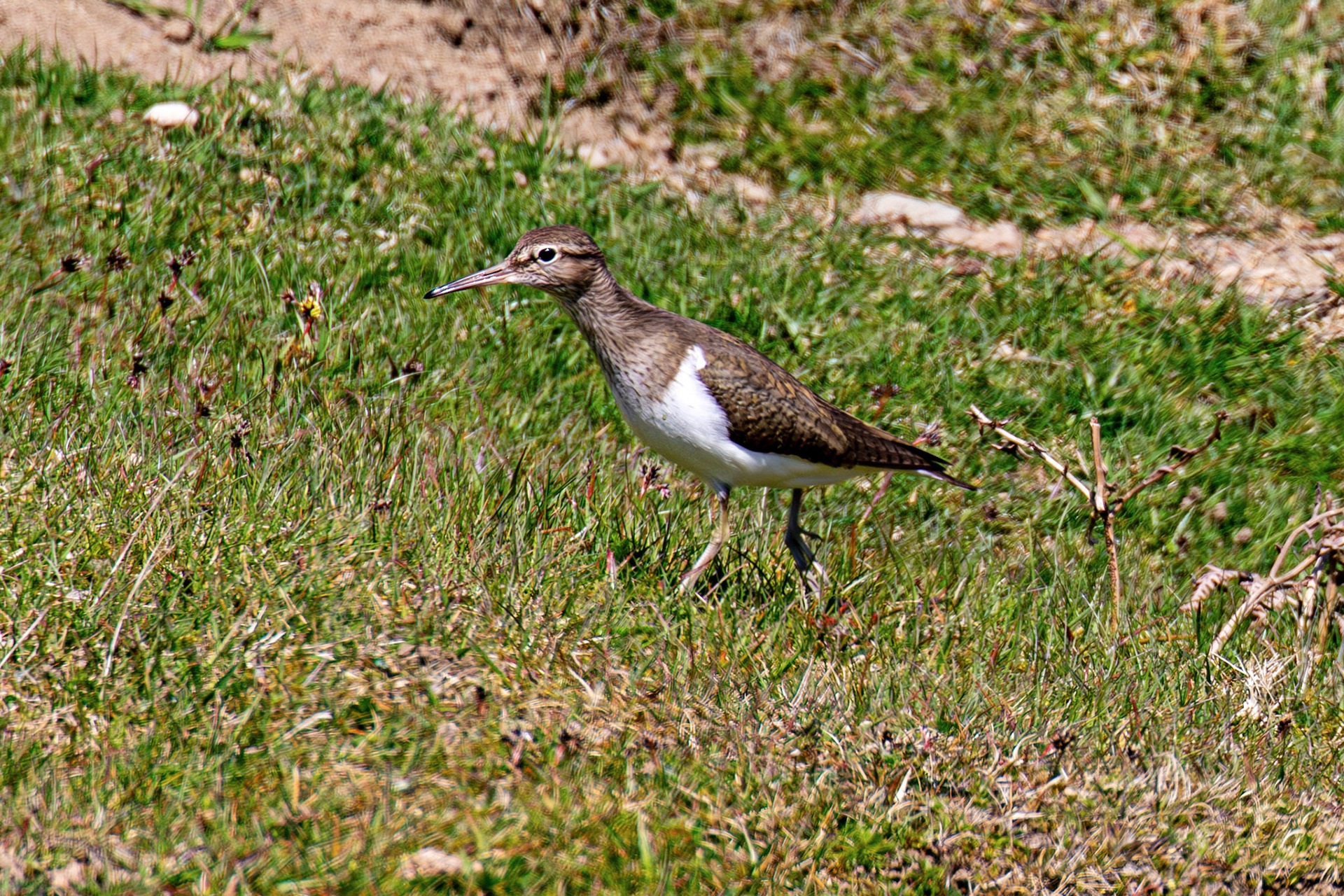 Common Sandpiper: Lammermuir Hills at Faseny Bridge.