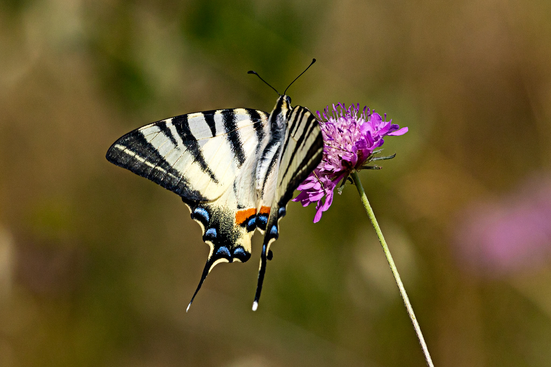 Monteriggioni 22 June 2024