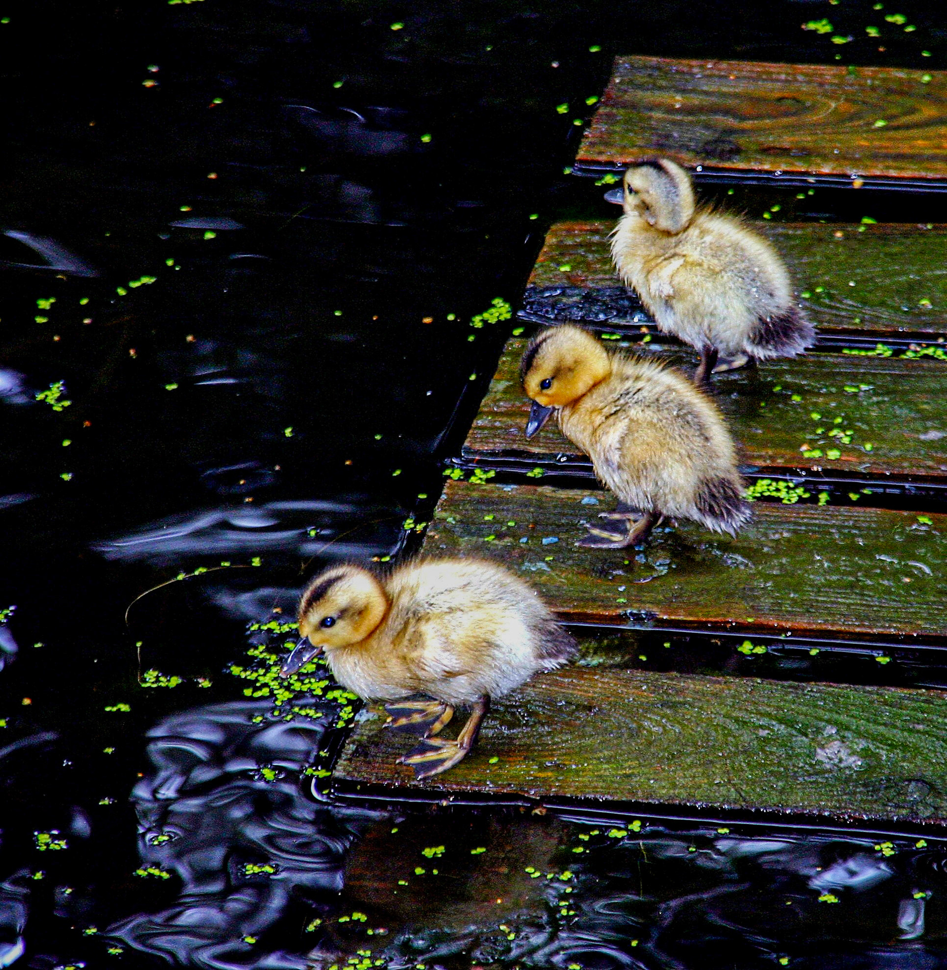 mallardPlease see my other Photographs at: http://www.jamespdeans.co.uk/