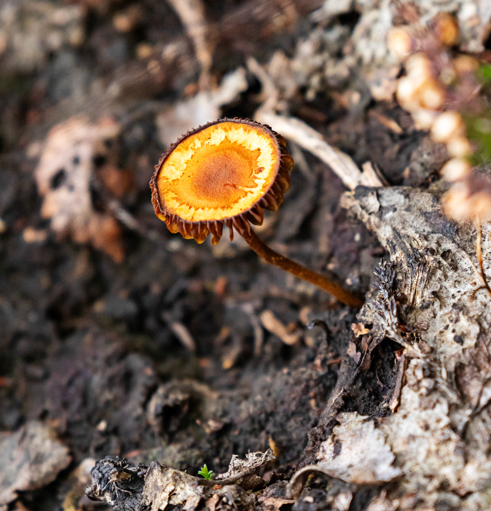 Bavelaw 24 Sept 2025