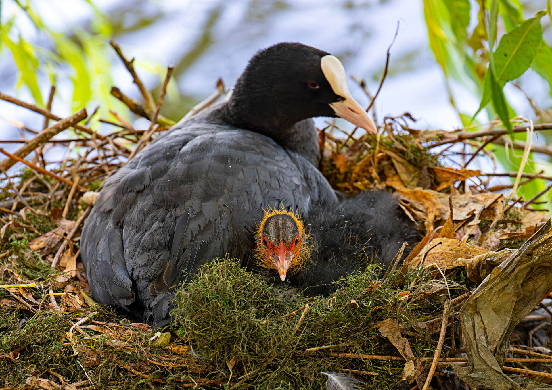 Linlithgow 02 August 2025